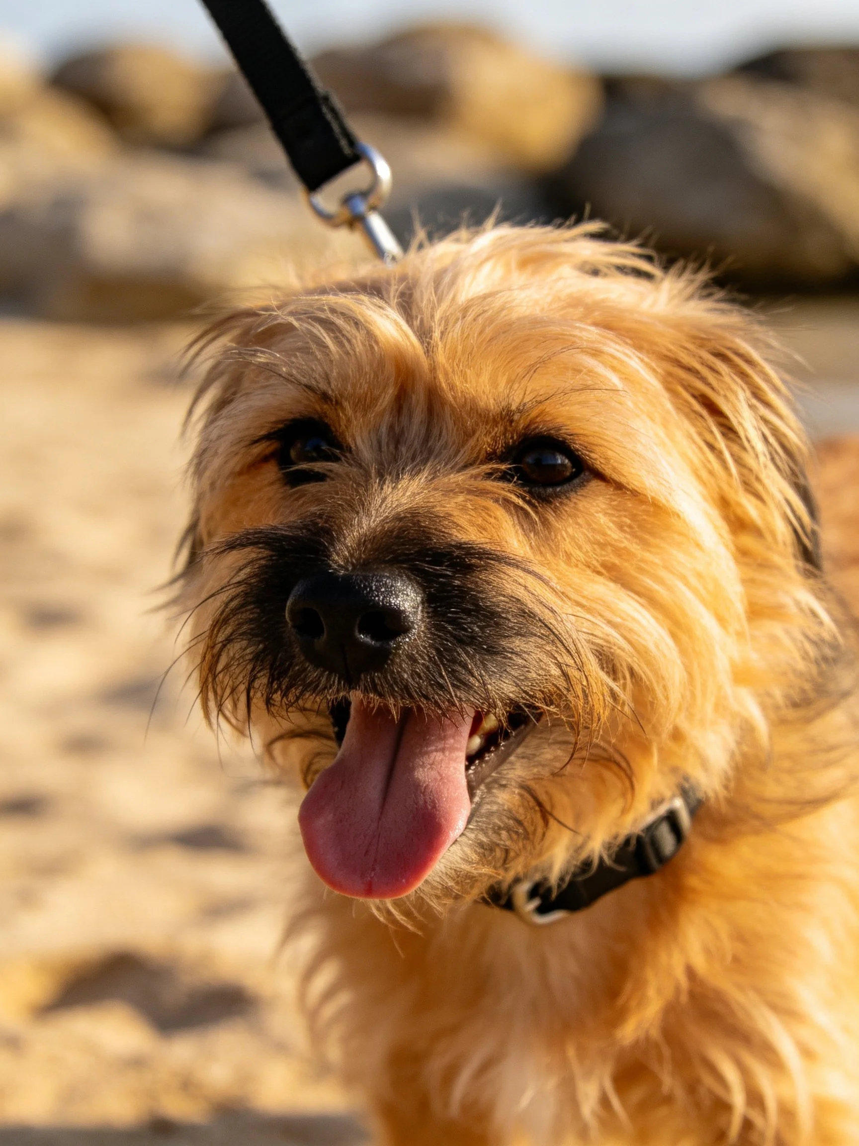 A happy tan dog enjoys time near rocky terrain.