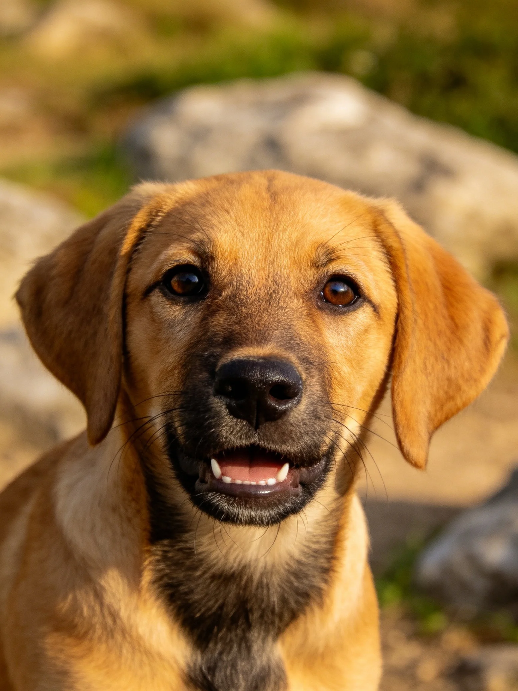 A tan puppy with dark facial markings gazes directly at the camera amid an outdoor backdrop.