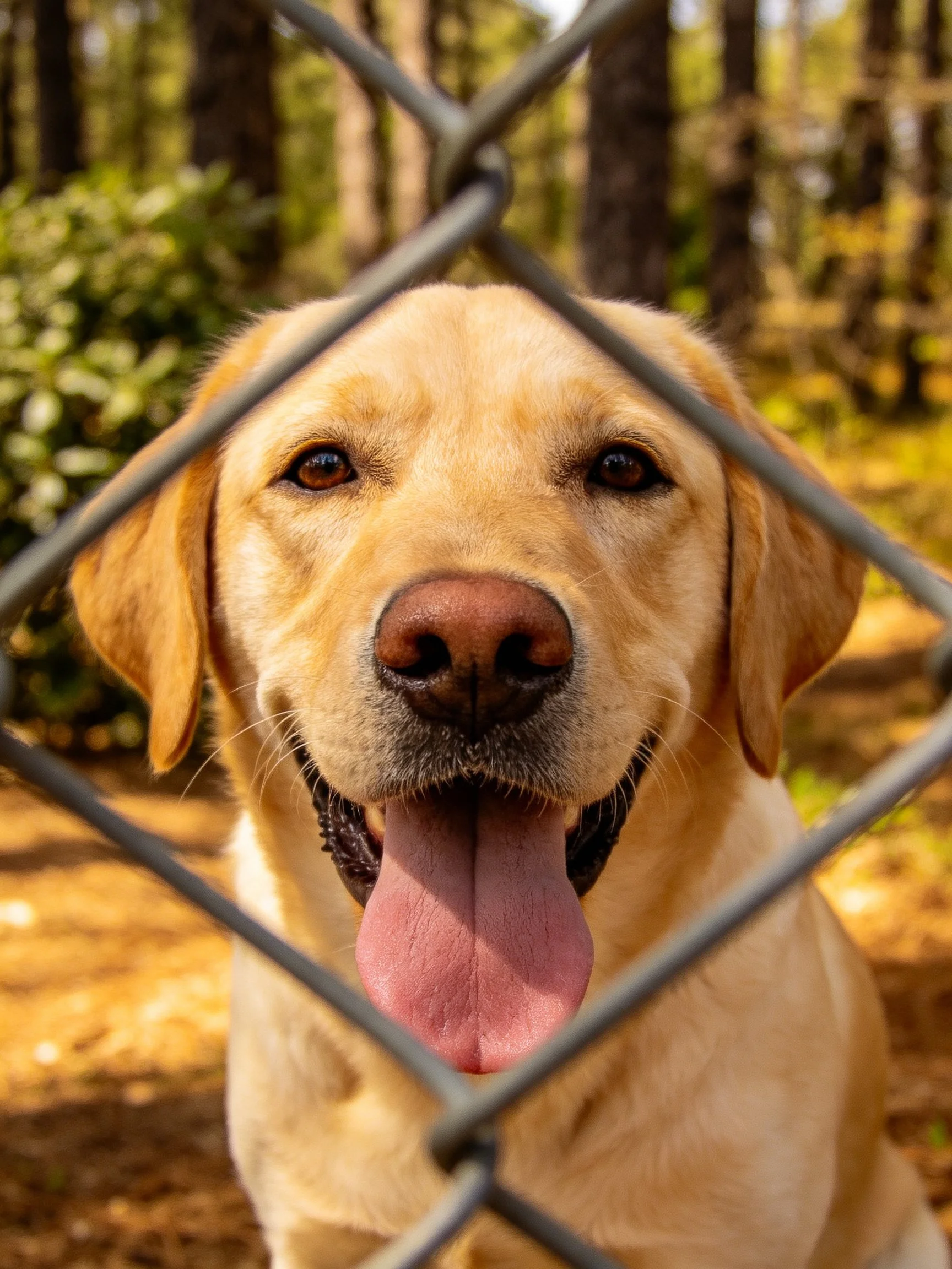 A cheerful yellow Labrador retriever stands behind a chain-link fence in an outdoor environment.