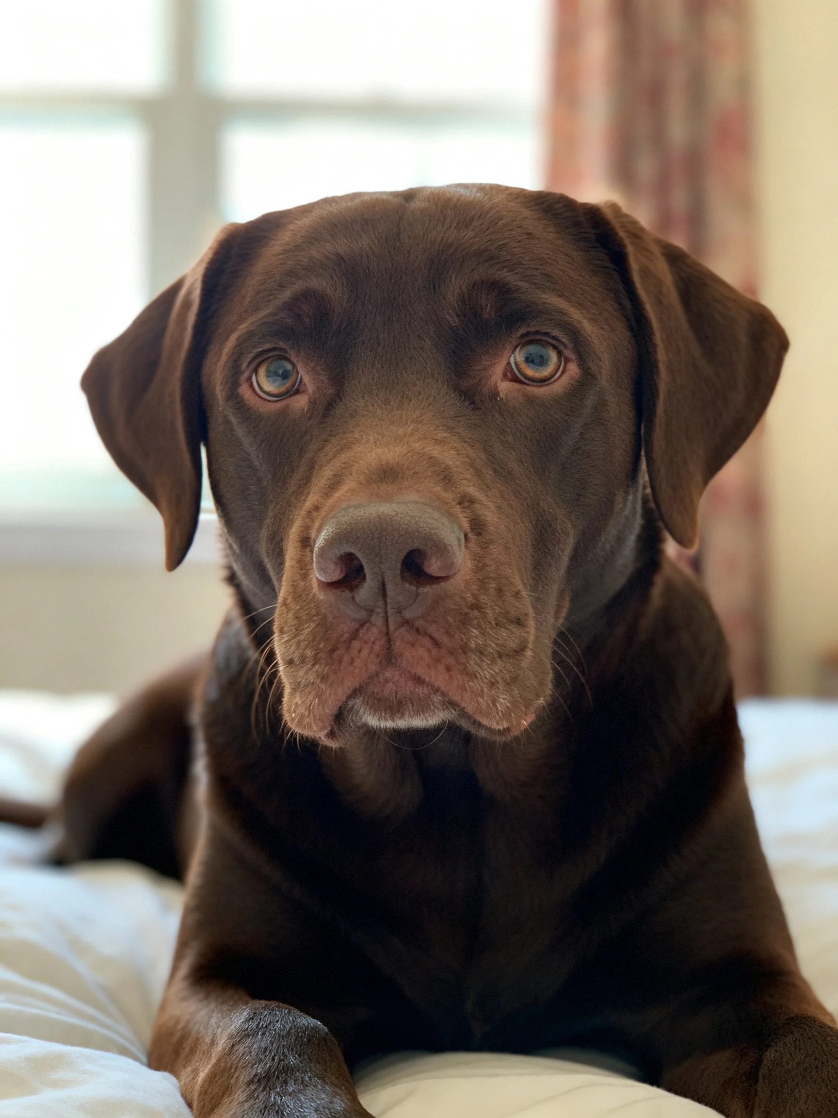 A chocolate Labrador Retriever resting on white bedding near a window