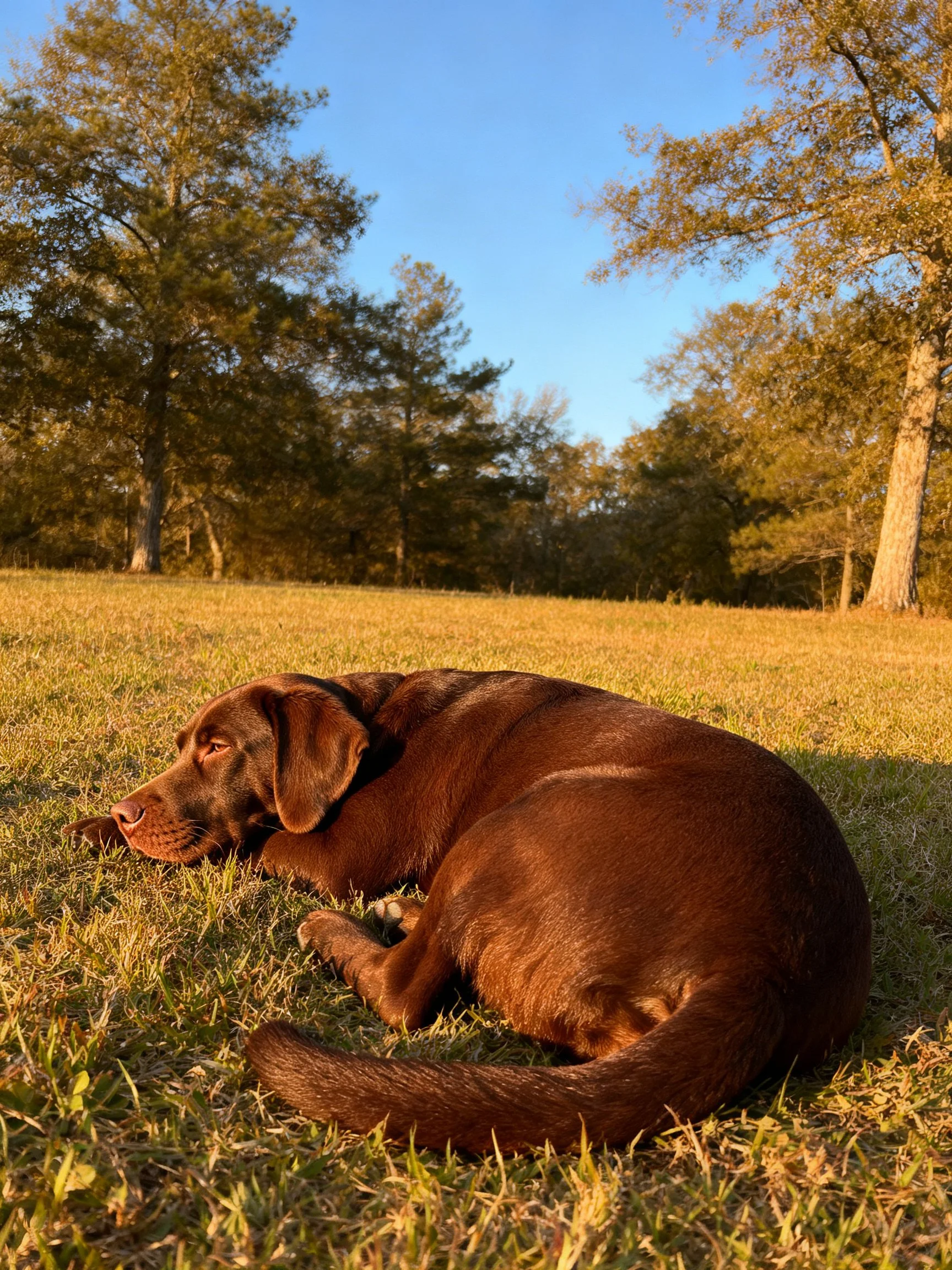 A chocolate Labrador resting on sunlit grass near tall trees