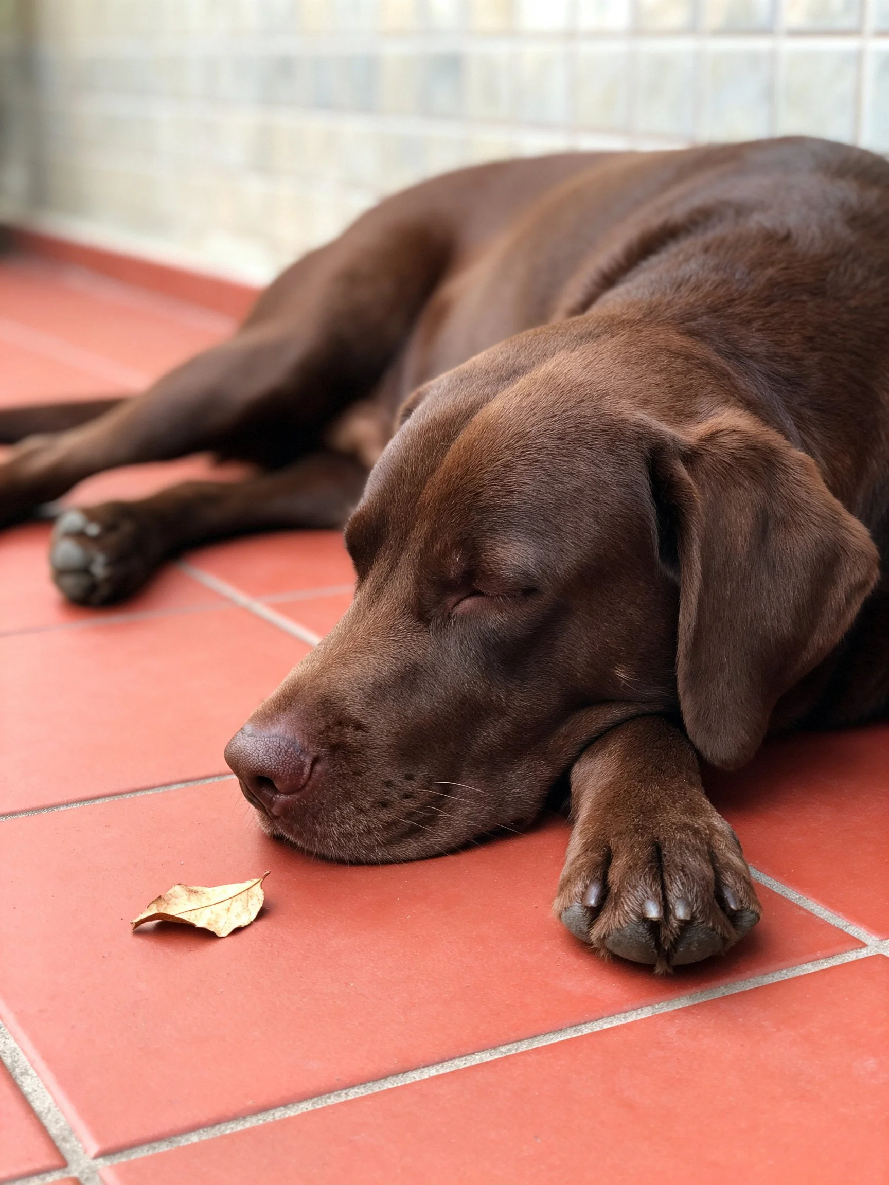 A chocolate Labrador rests on red tiles near a dry leaf