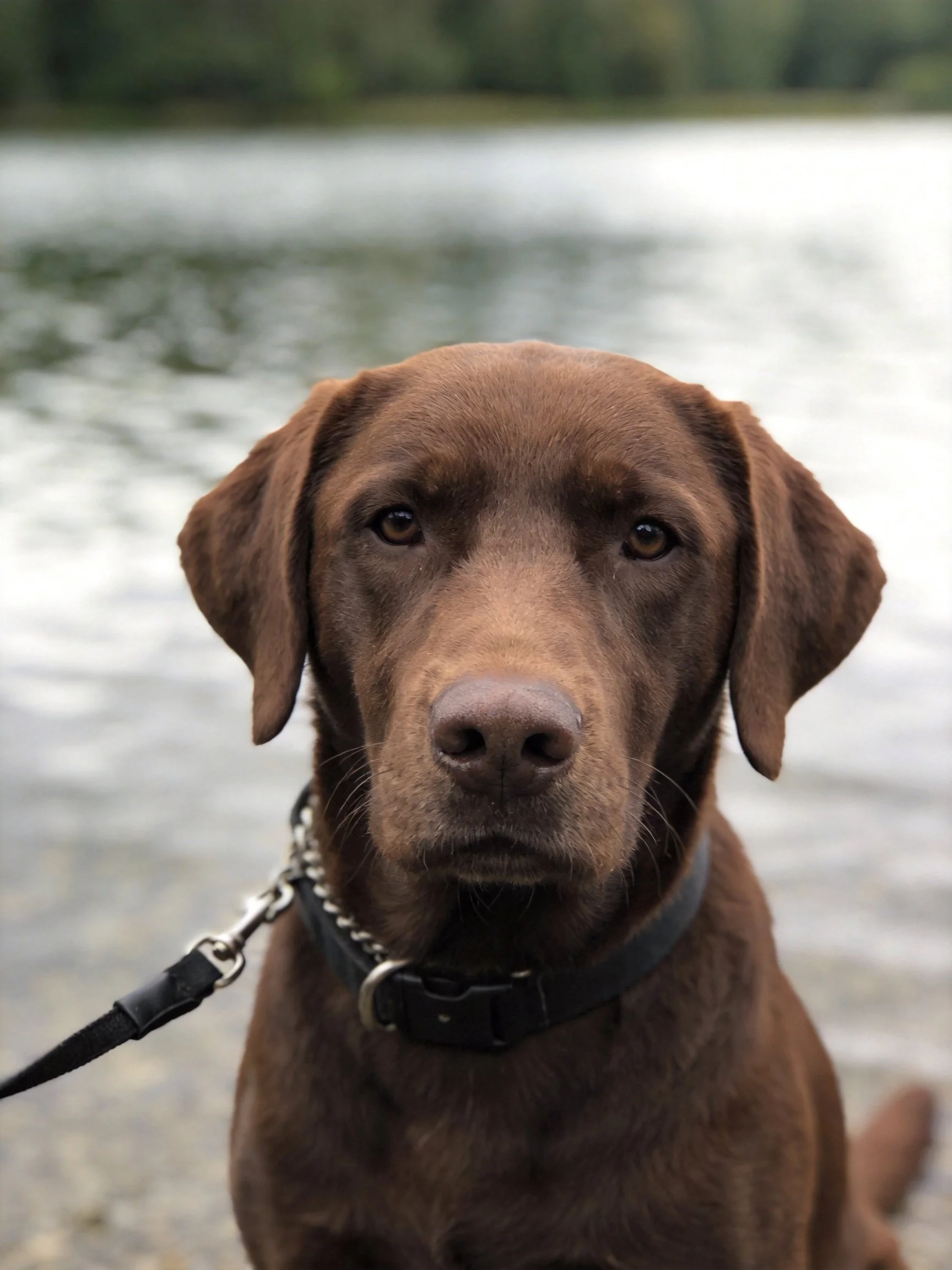 A chocolate Labrador retriever near a calm body of water