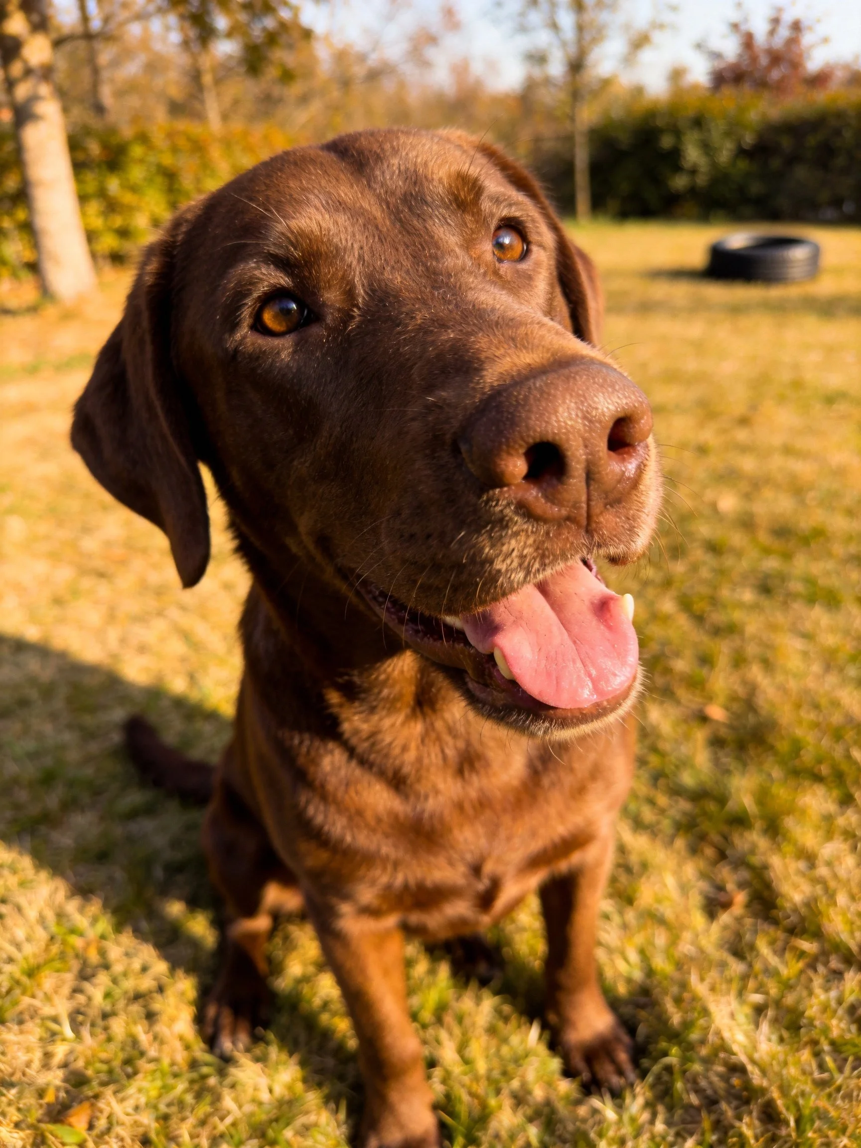 A chocolate Labrador retriever sitting on sunlit grass in a backyard