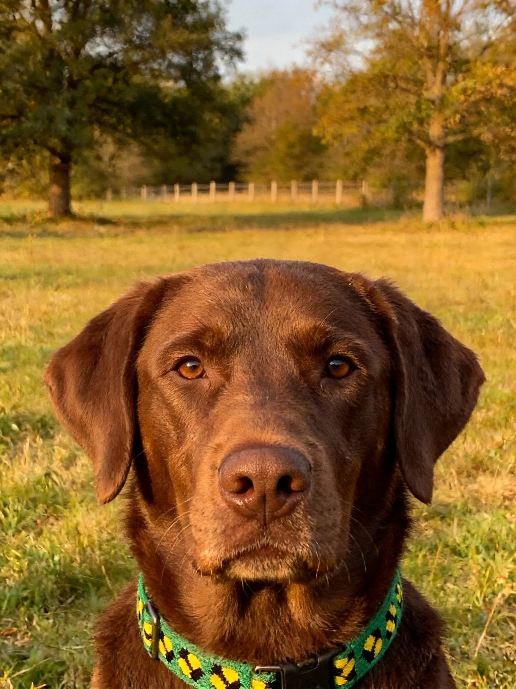 A chocolate Labrador with a green patterned collar in a sunlit field