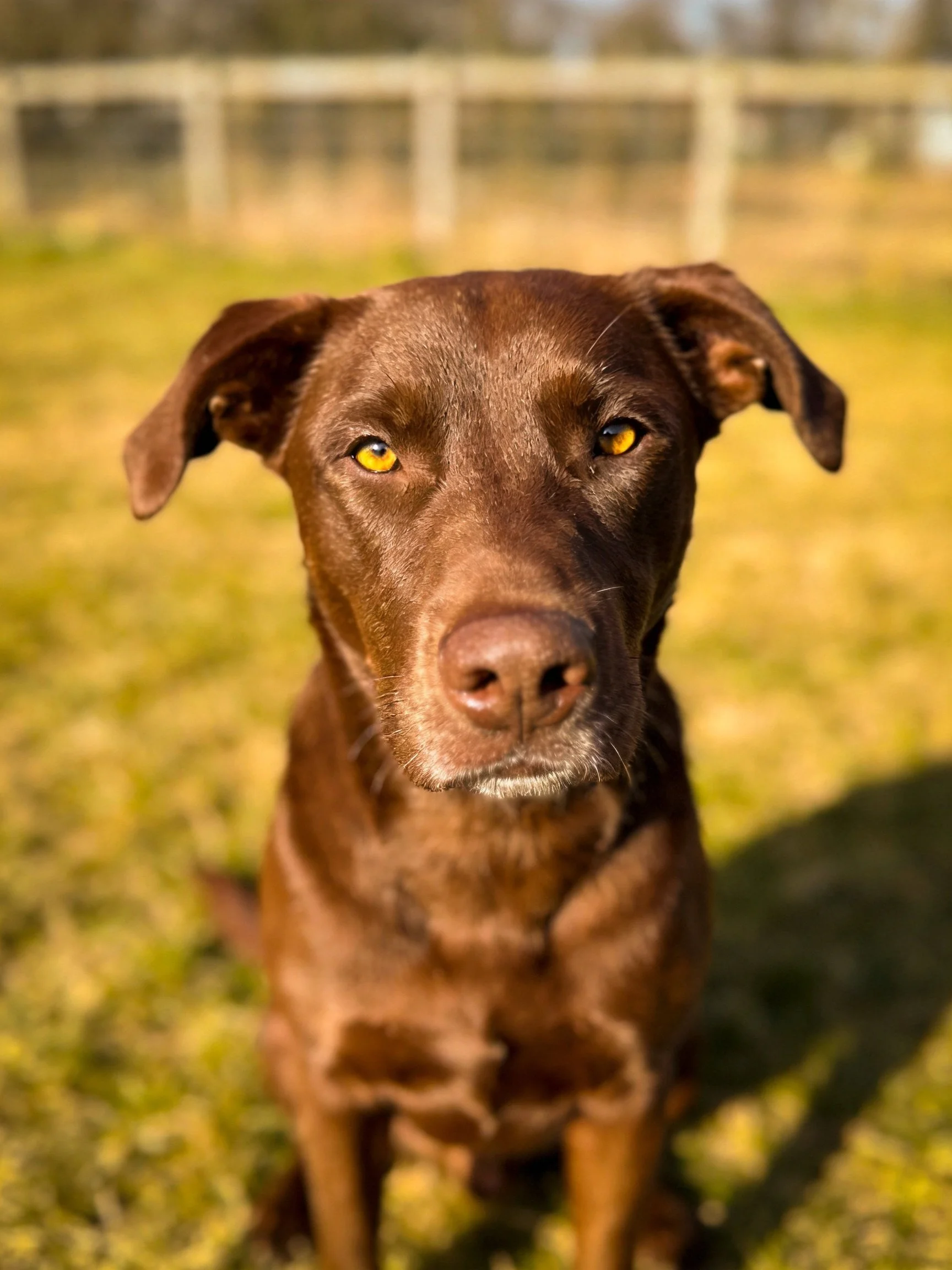 A chocolate - brown dog with yellow eyes on green grass