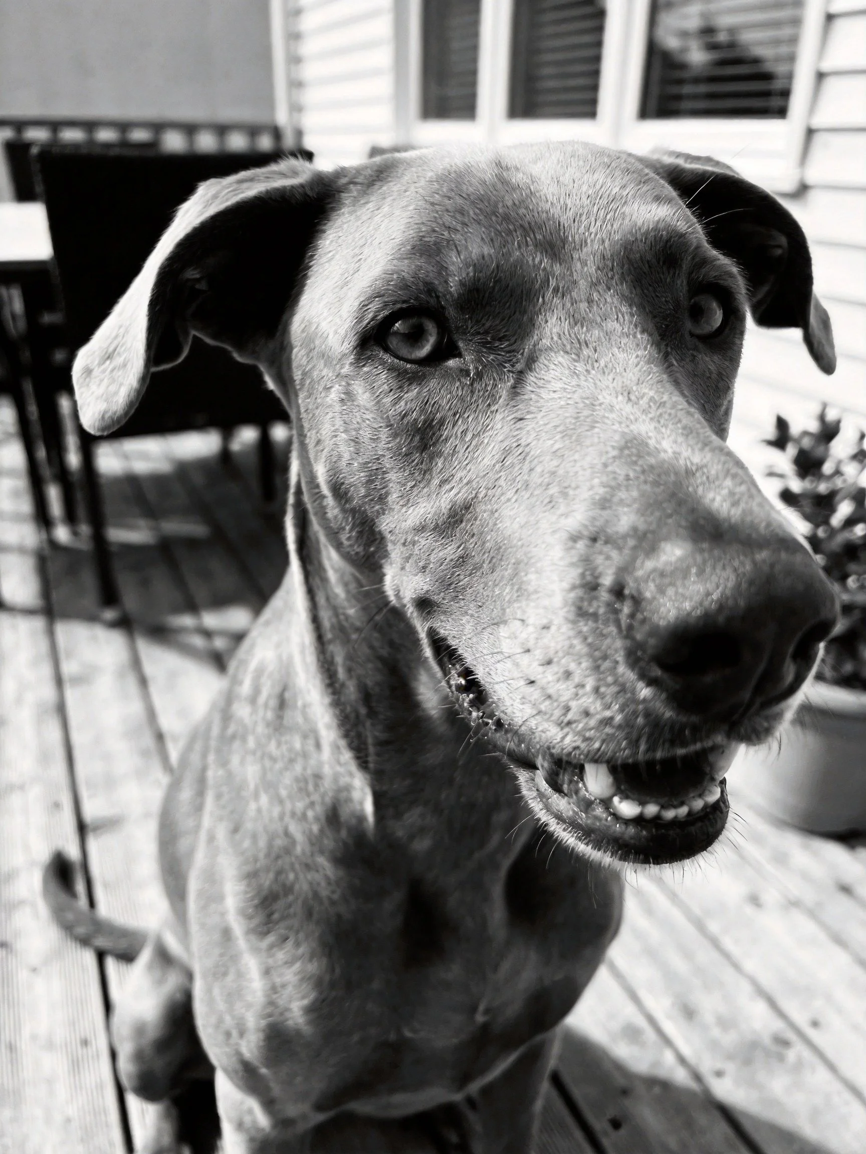 A black - and - white close - up shows a large dog on a wooden deck.