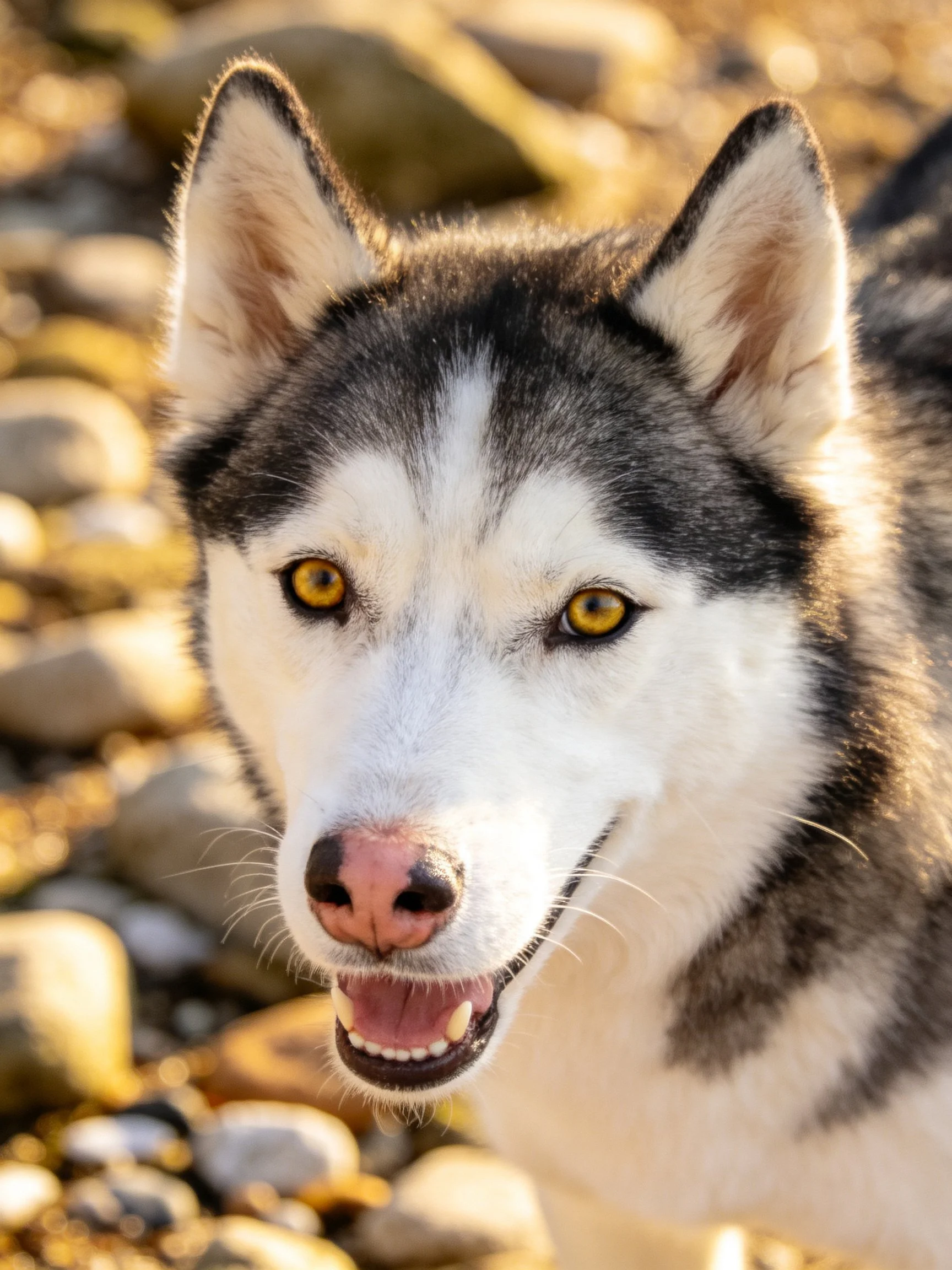A close - up of a black - and - white Siberian Husky with golden eyes near rocky terrain