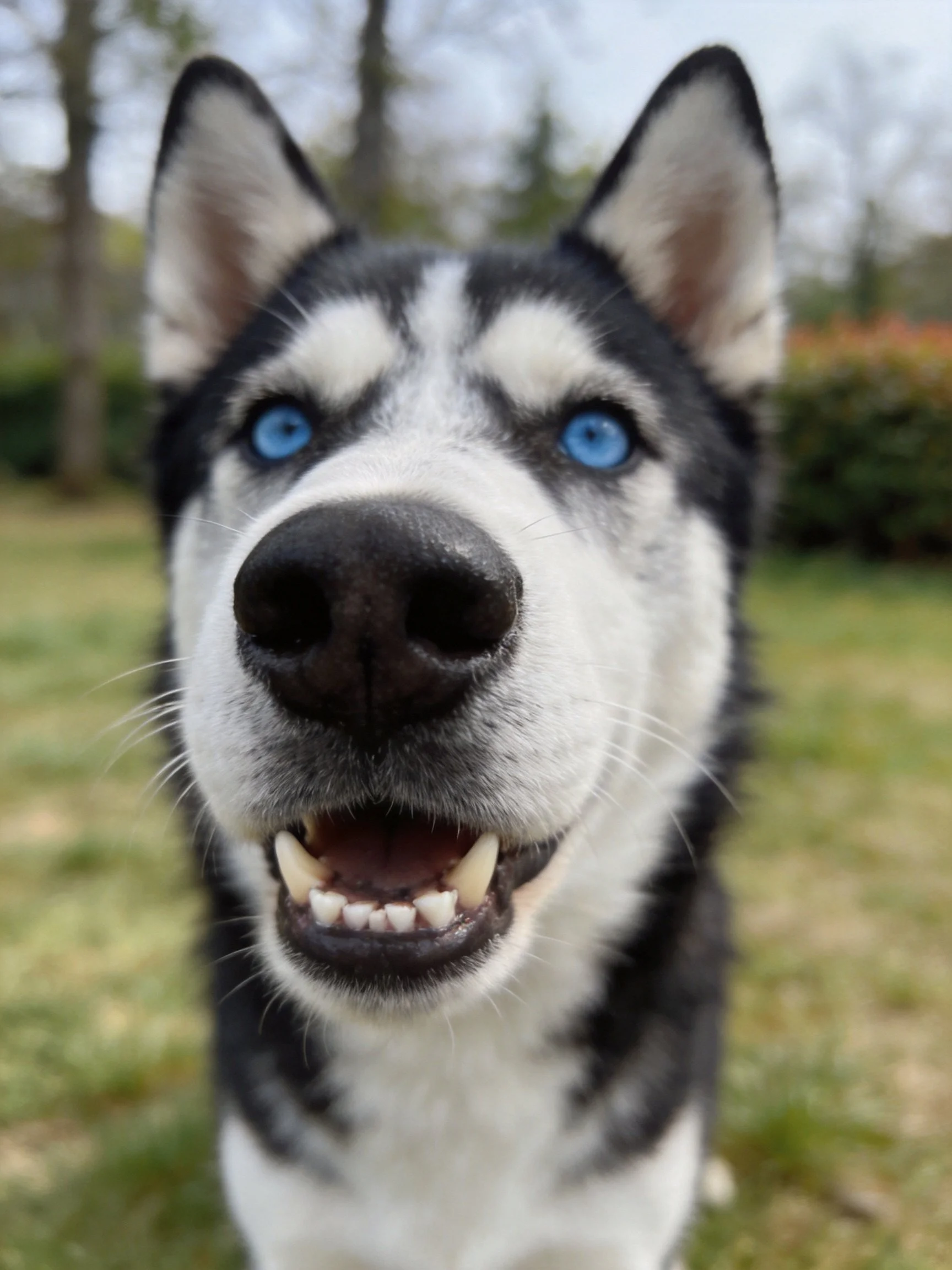 A close - up of a black - and - white husky with bright blue eyes outdoors