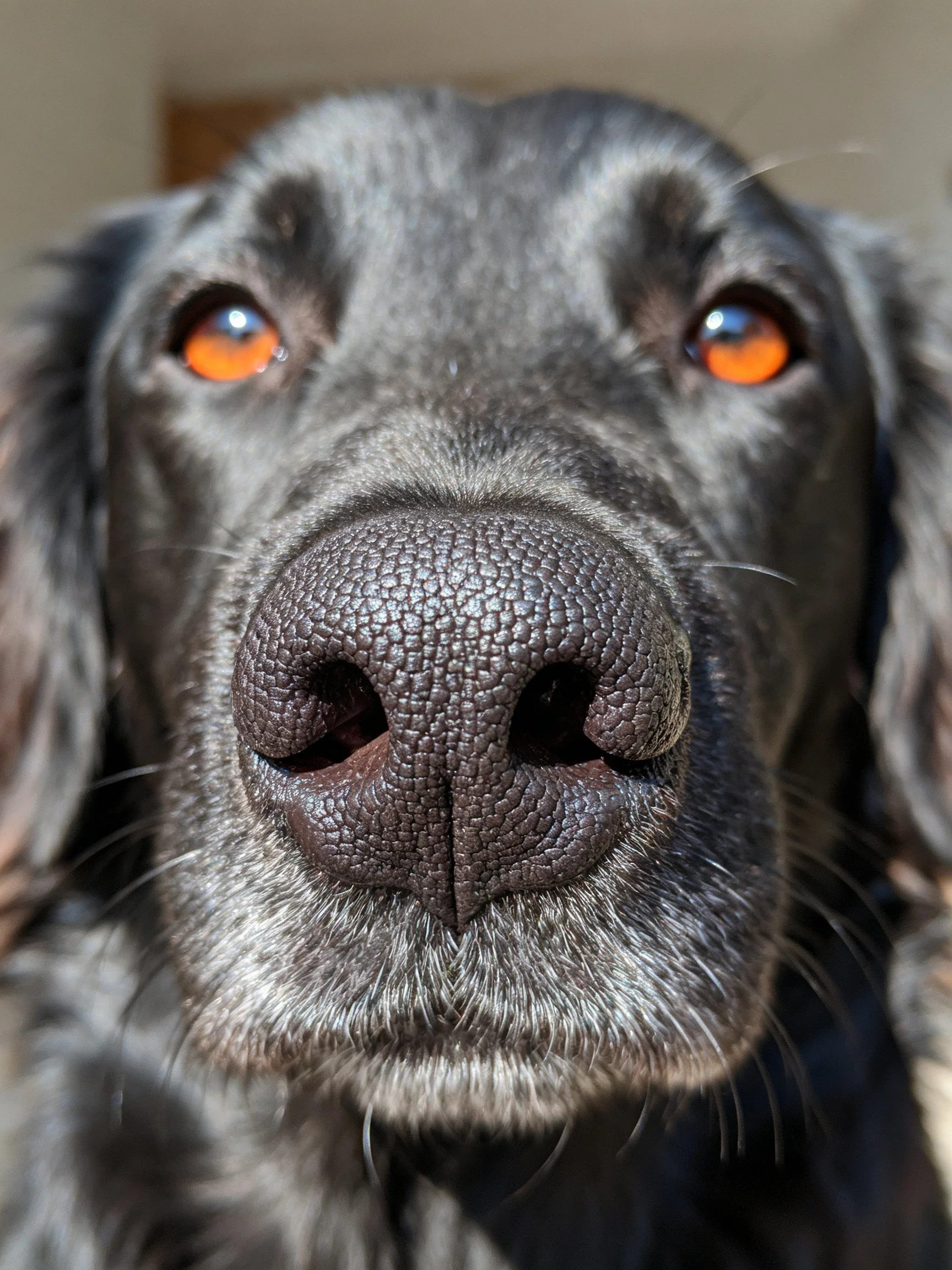 A close - up reveals a black dog’s face with striking orange eyes.