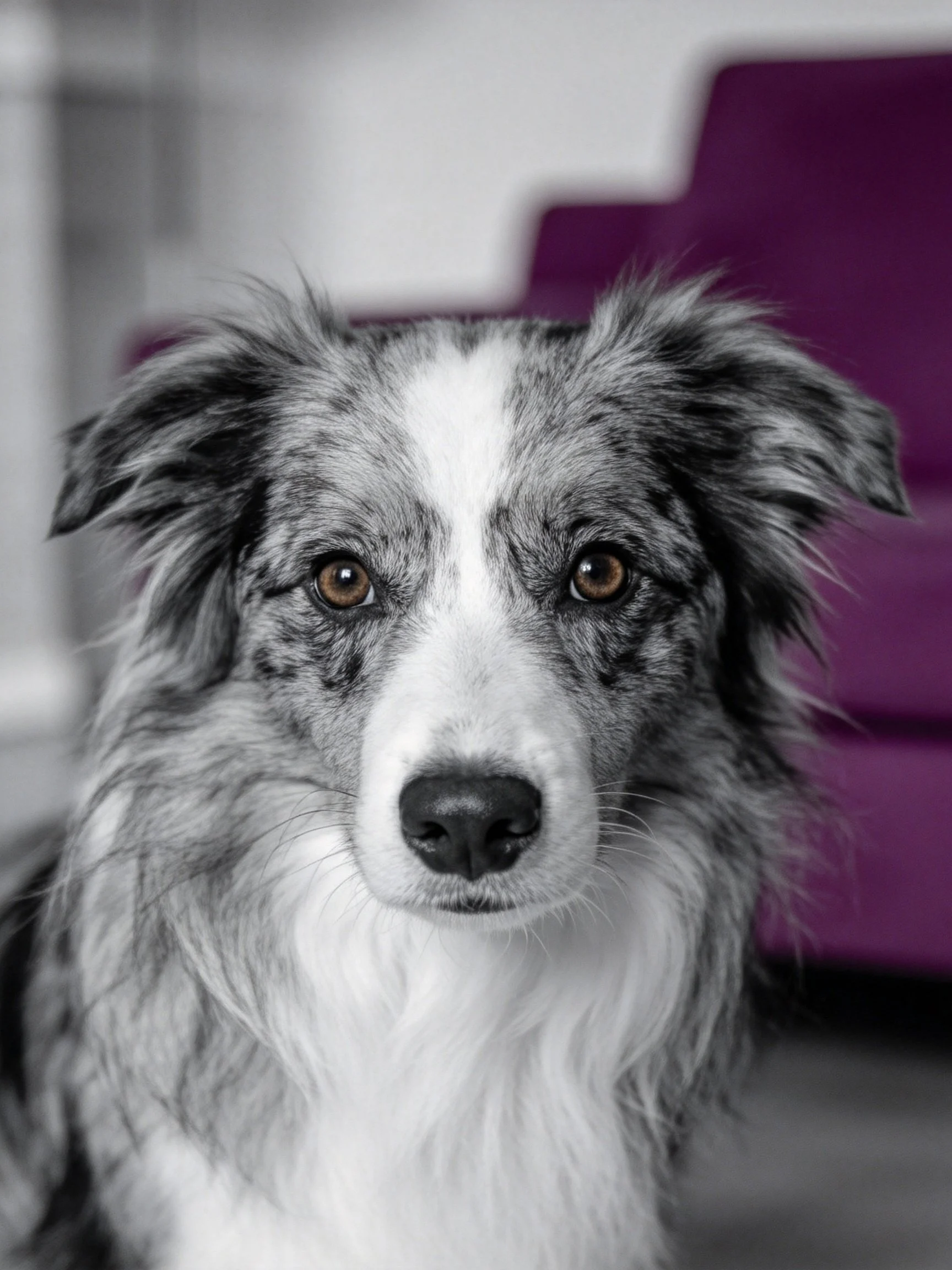 A close-up of a blue merle Border Collie with brown eyes