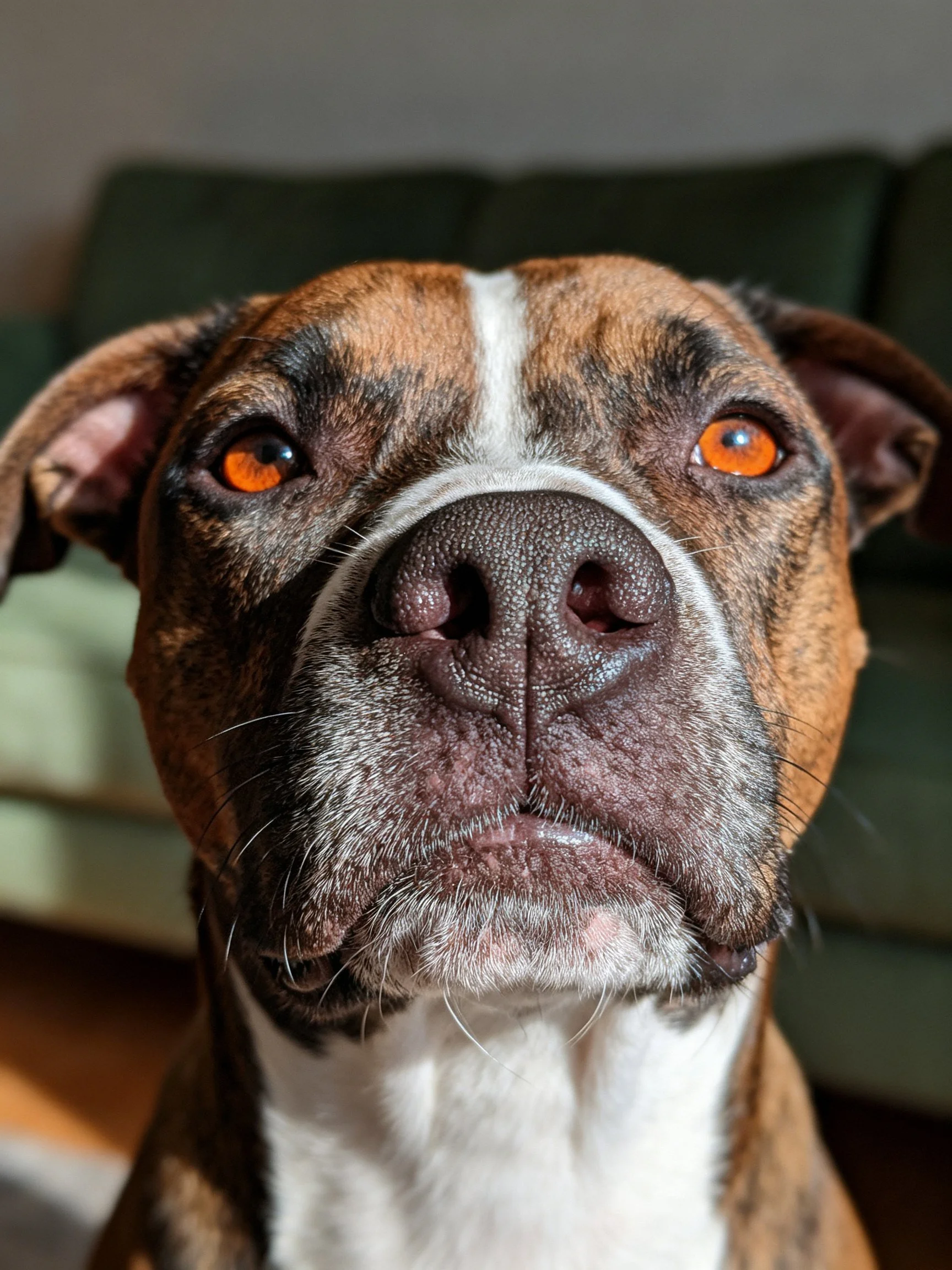 A close-up of a brindle and white dog with bright orange eyes