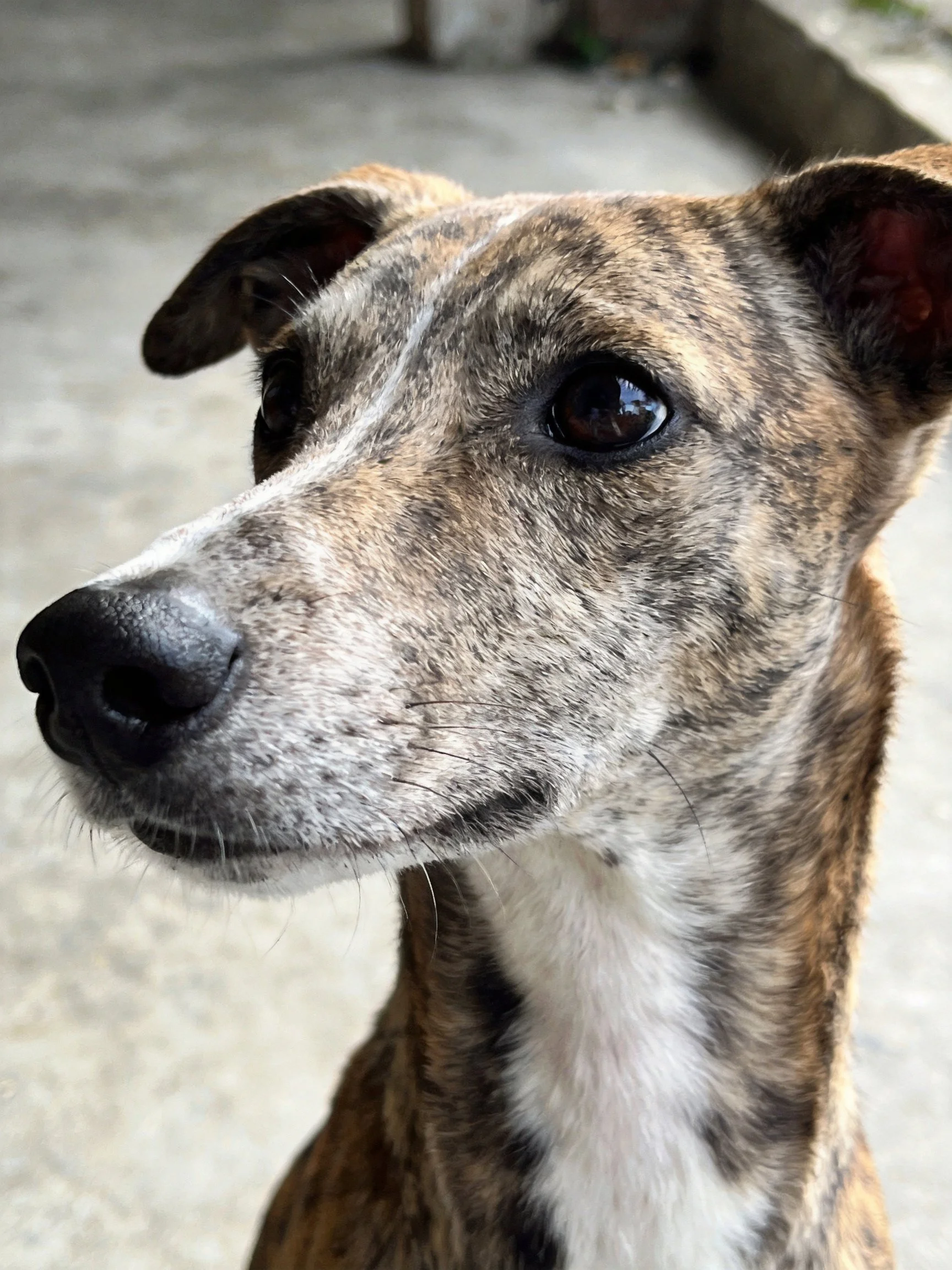 A greyhound with a brindle coat looks attentively outdoors.