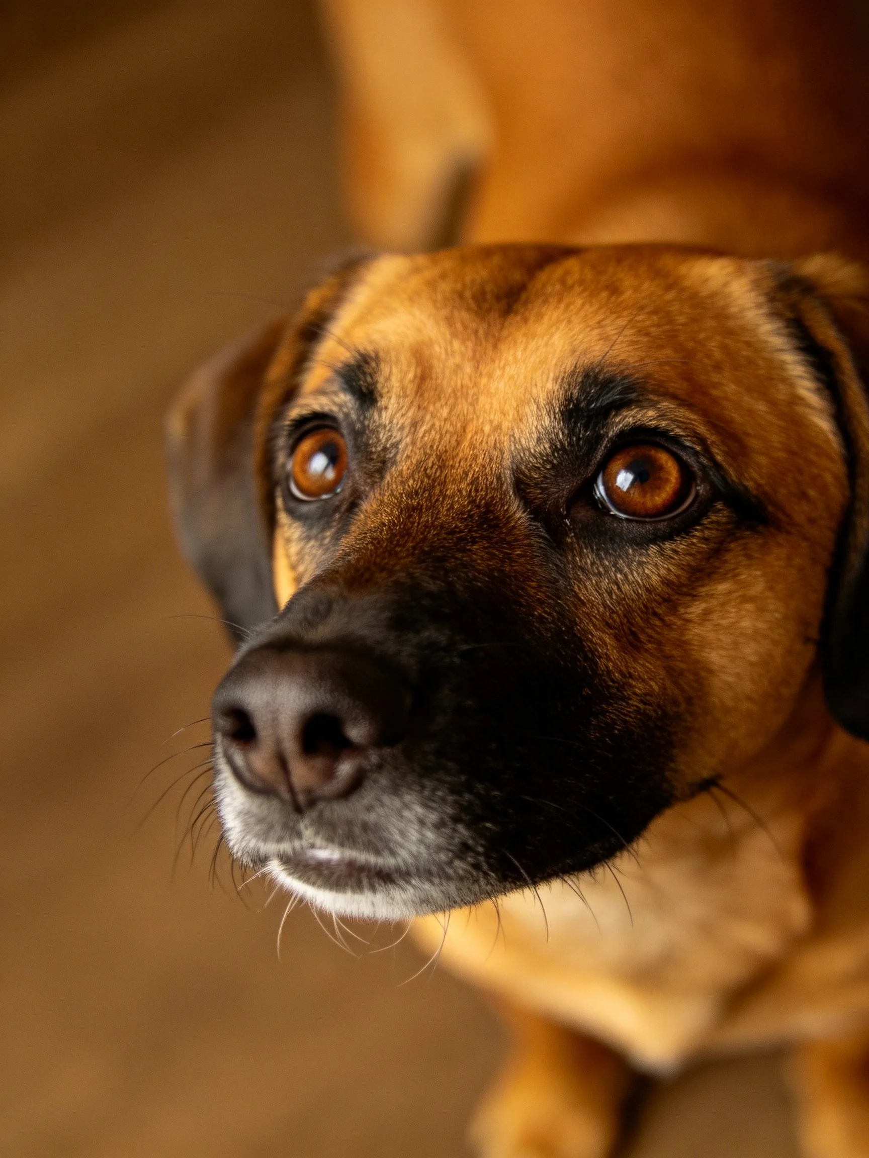 A close-up showcases a mixed-breed dog with striking brown eyes and contrasting fur.