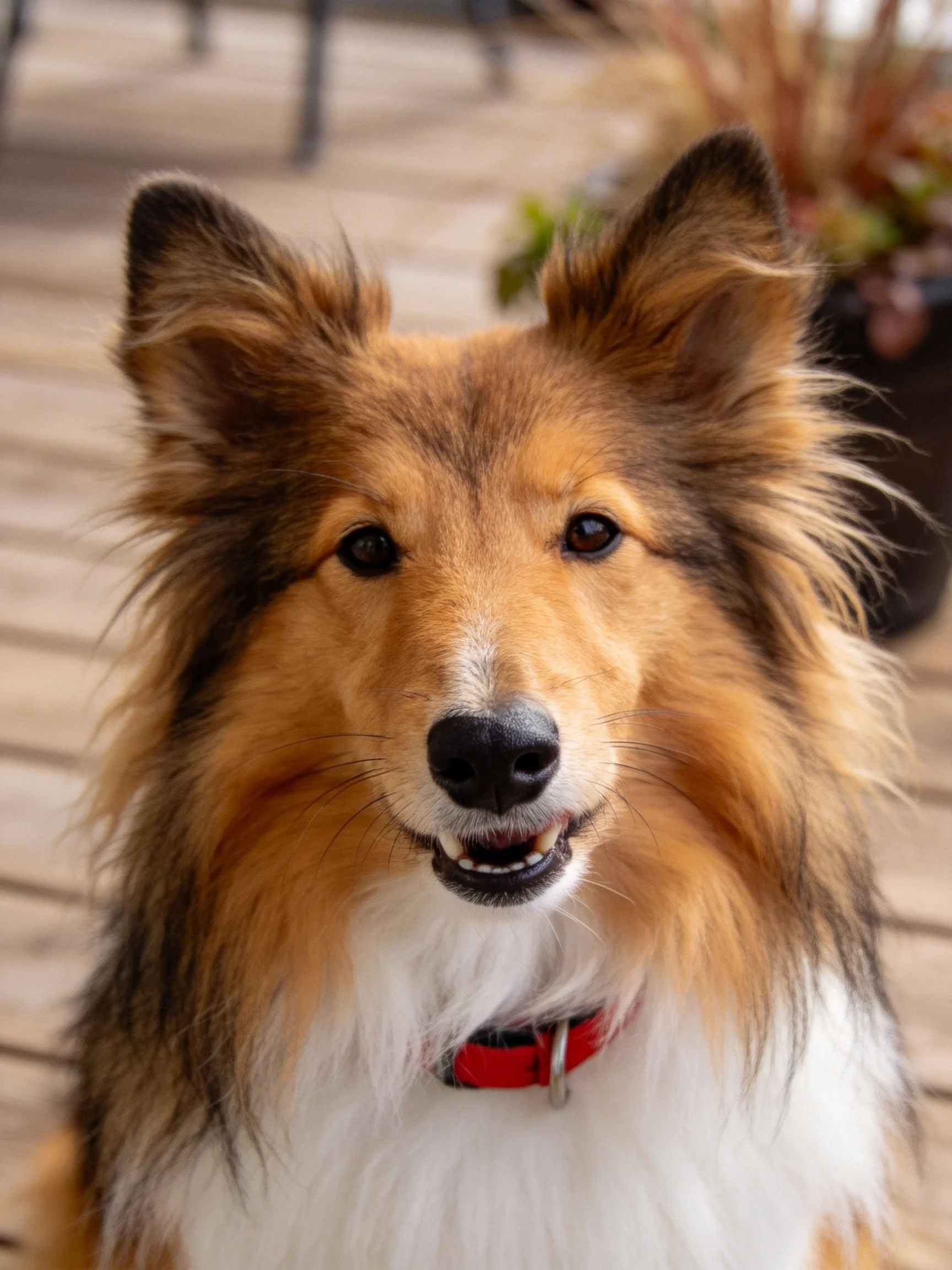 A Sheltie with a red collar is photographed on a wooden deck.