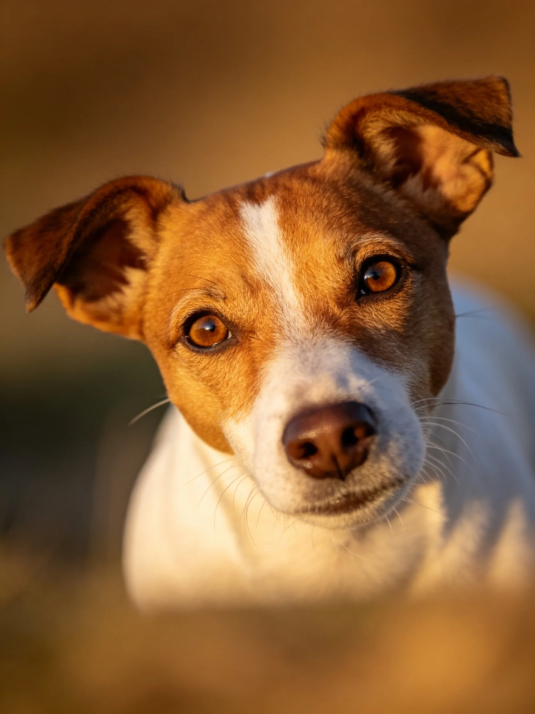 A close - up shows a brown and white dog looking attentively.