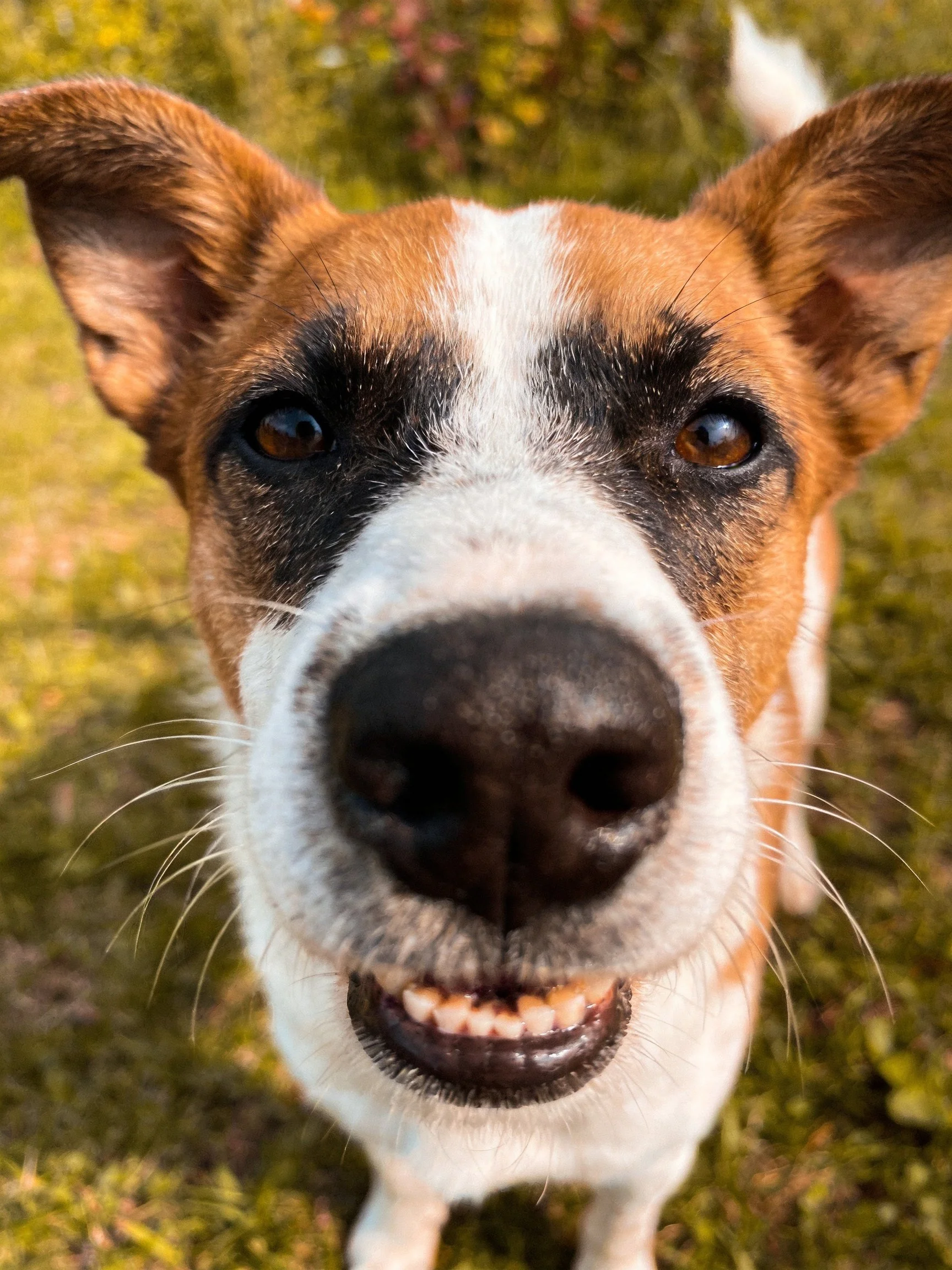 A close - up shows a brown, white, and black dog smiling outdoors.