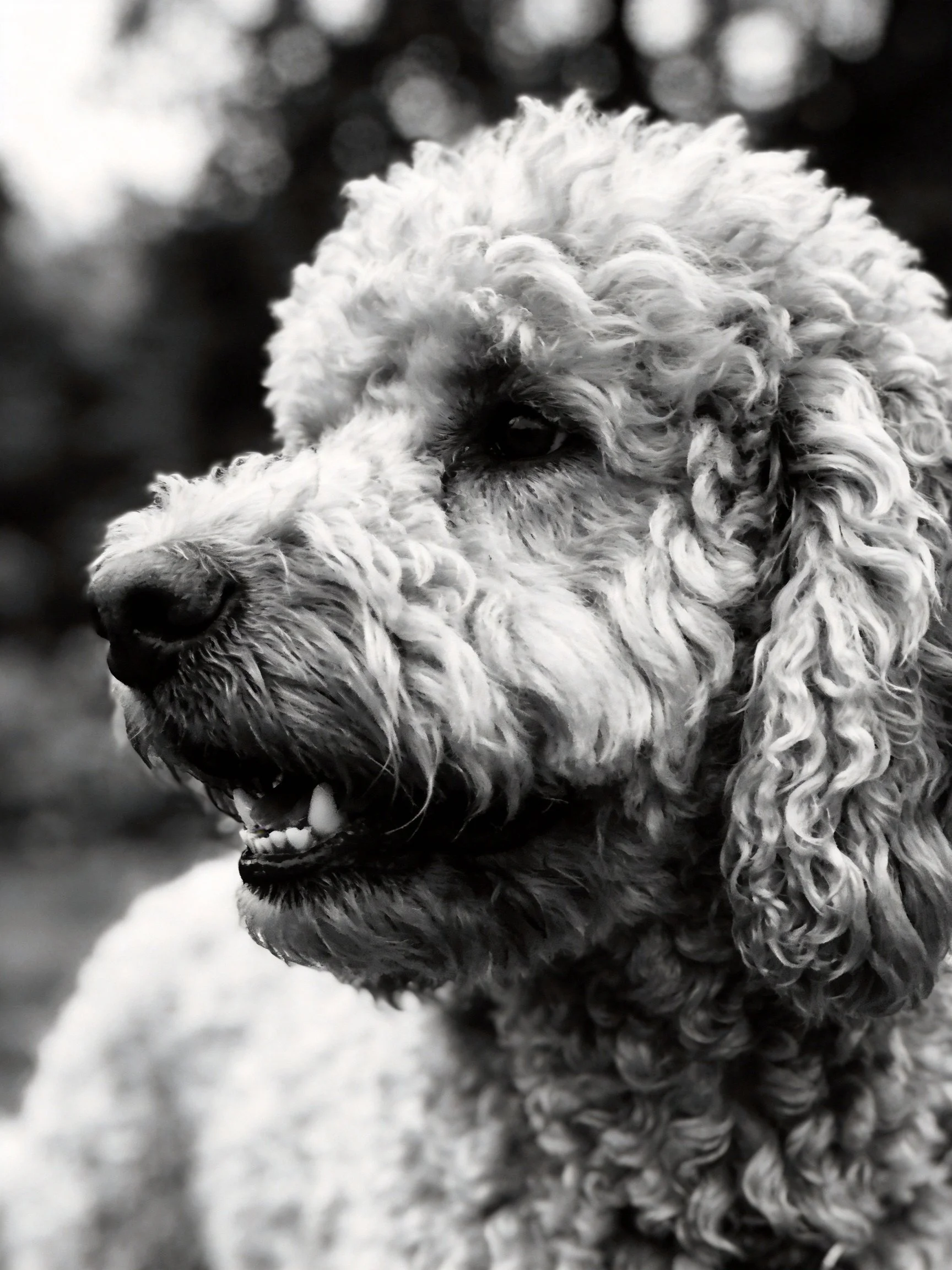 A close - up of a curly - coated dog in black and white
