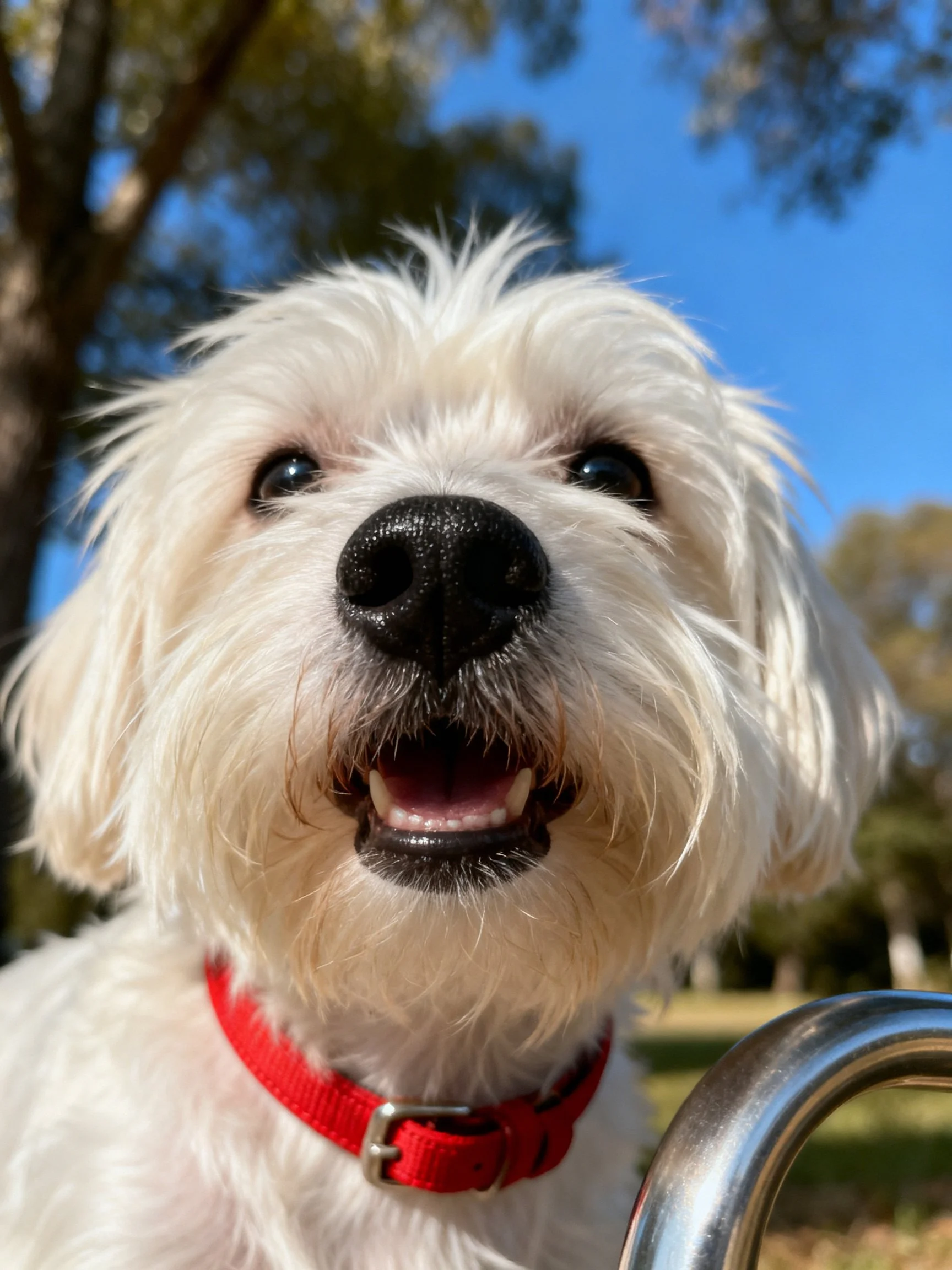 A cheerful white dog with a red collar is shown up close outdoors.