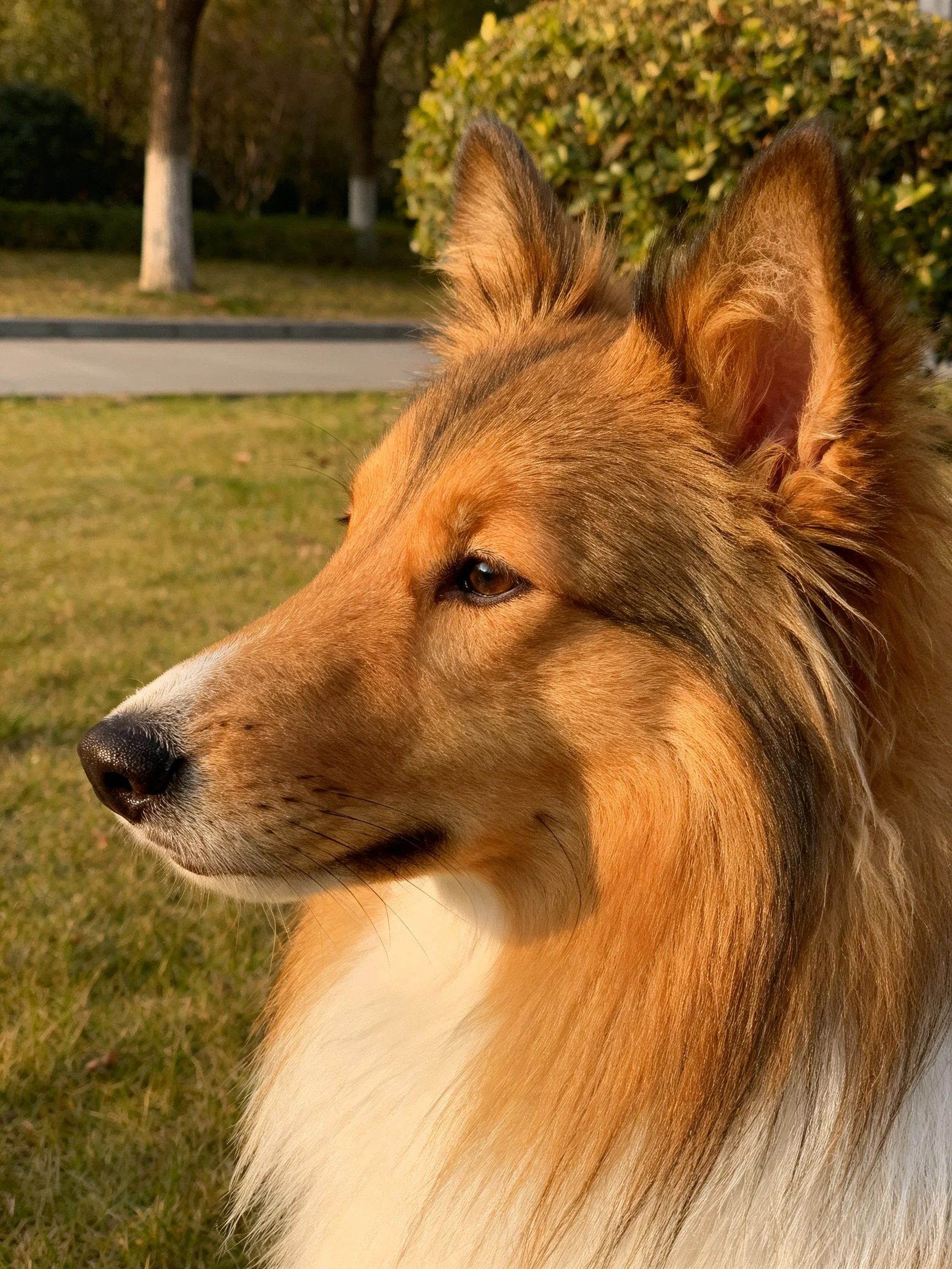 A close-up of a golden Sheltie with long fur in an outdoor setting