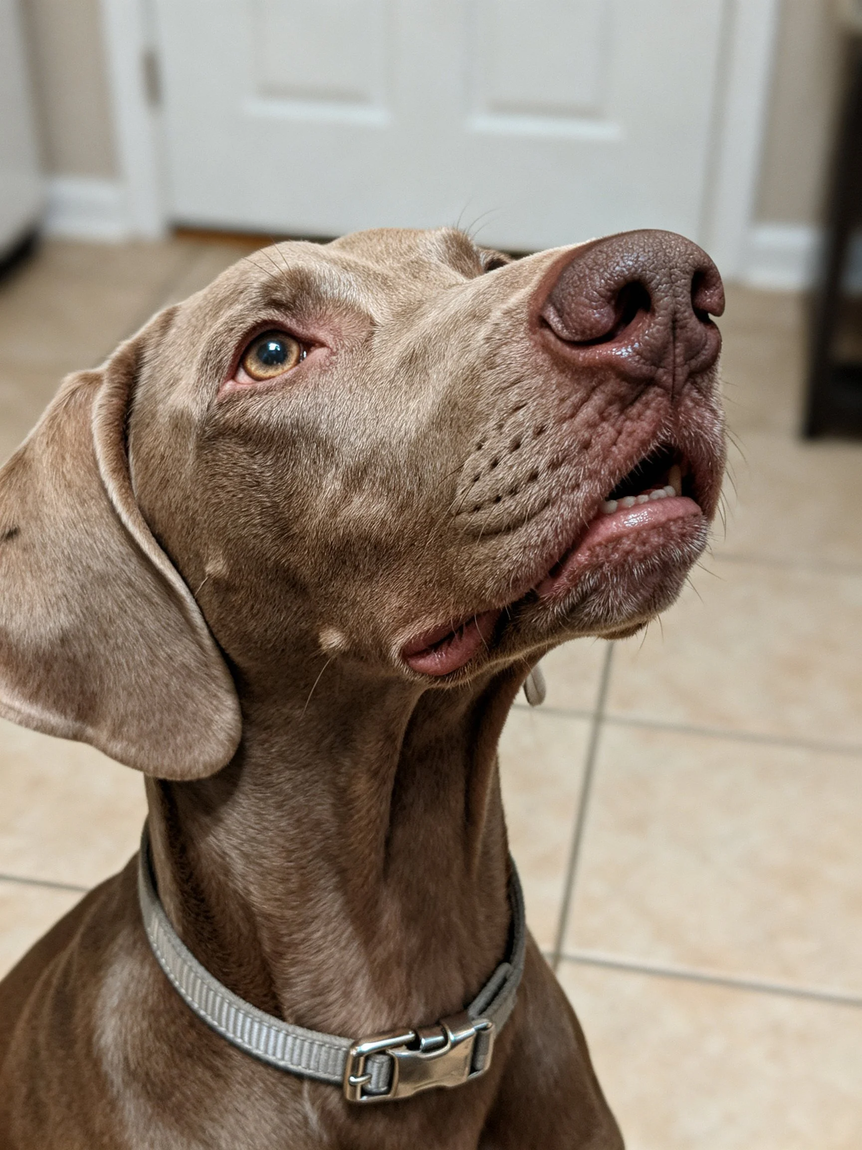 A close-up of a gray Weimaraner dog wearing a silver collar