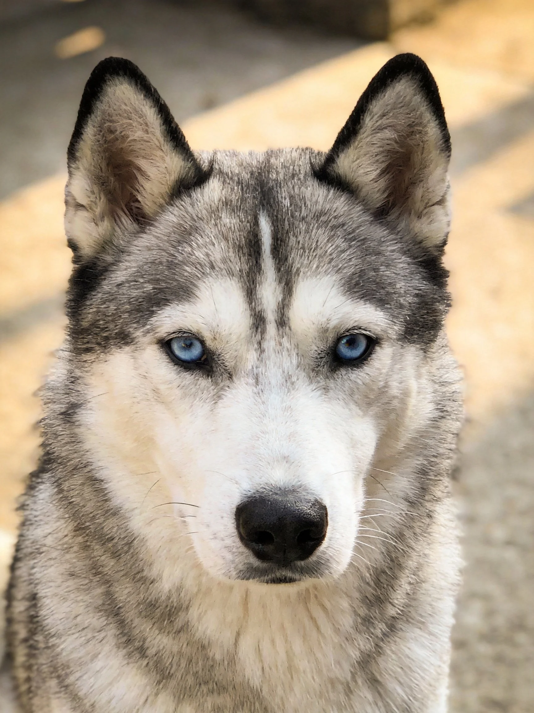 A close - up of a gray and white husky with bright blue eyes.