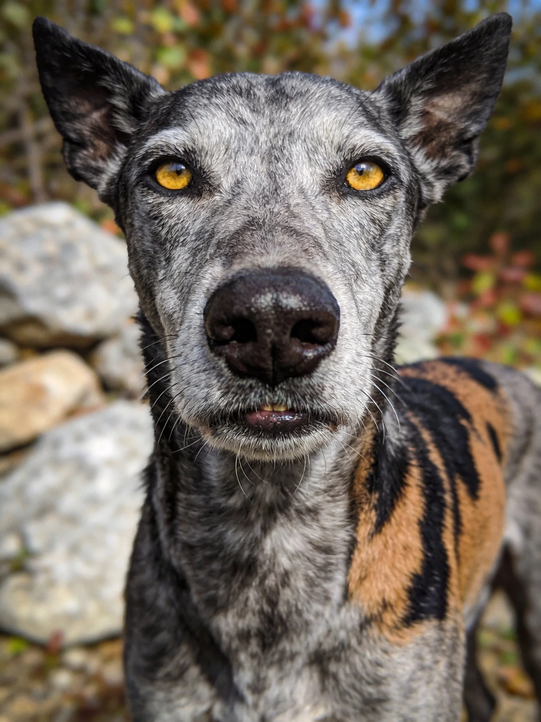 A close - up of a dog with striking yellow eyes and multi - colored fur in an outdoor setting.
