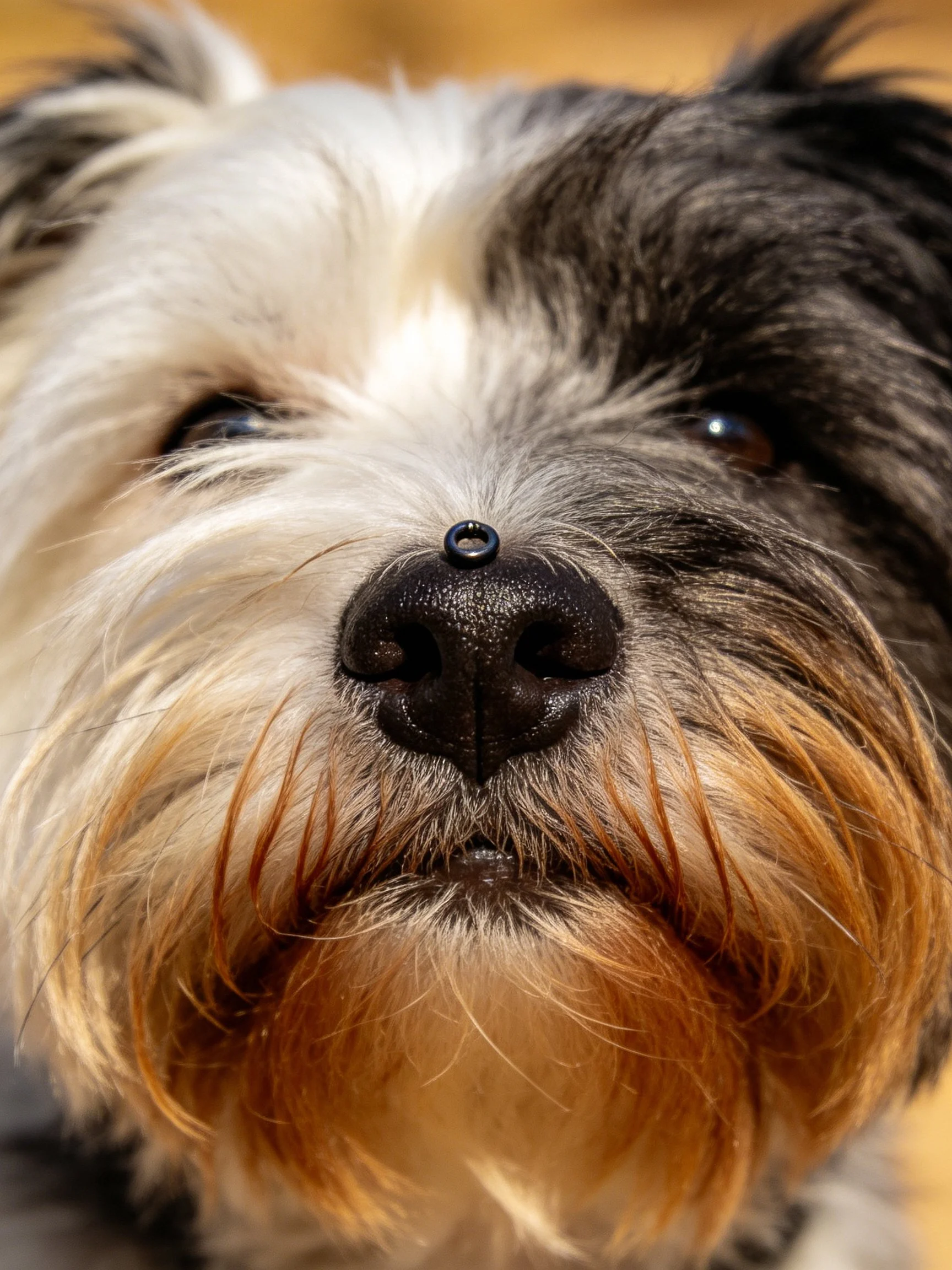 A close - up of a multi - colored dog with a nose accessory