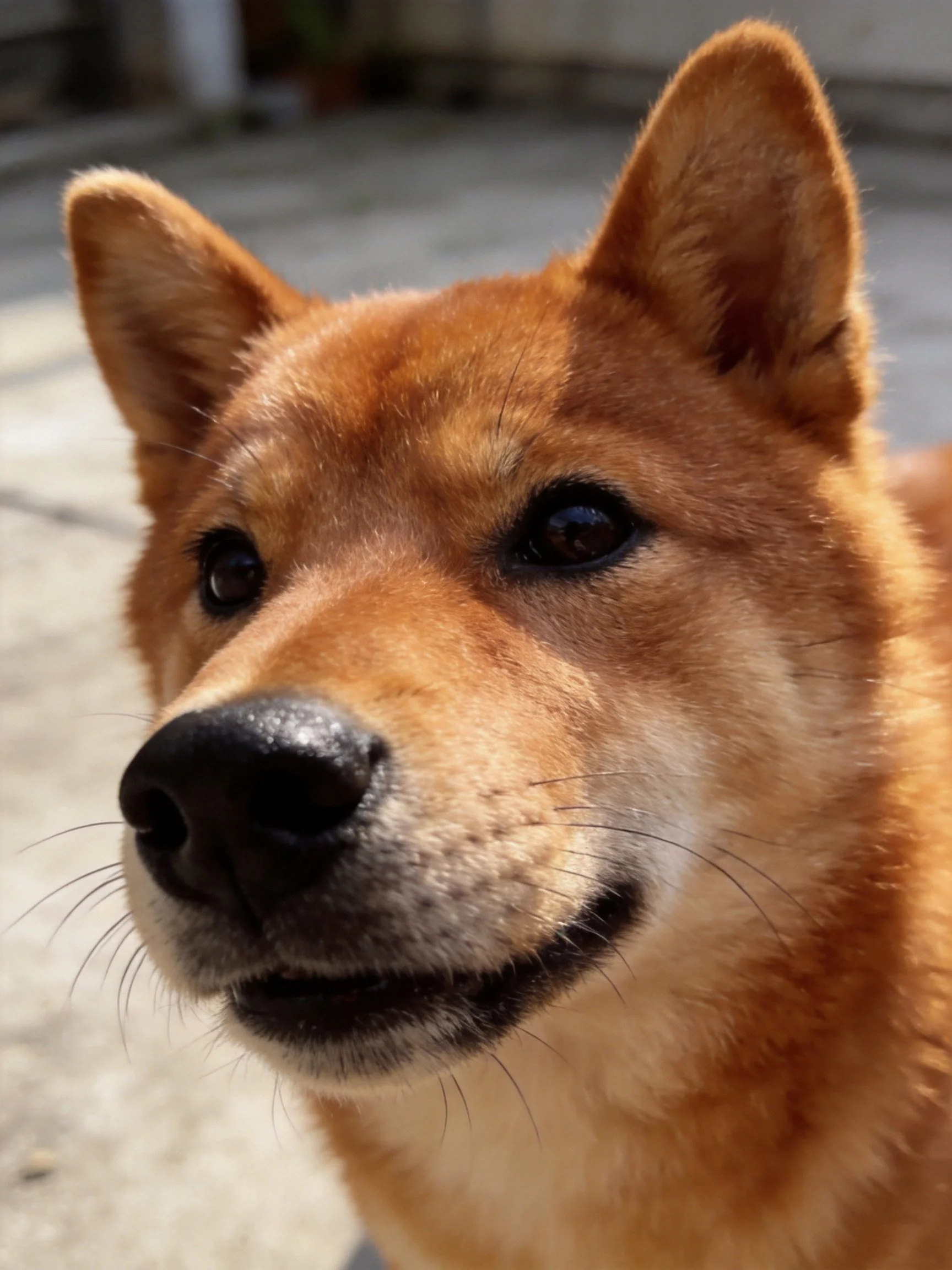 A close-up of a reddish-brown Shiba Inu dog with upright ears