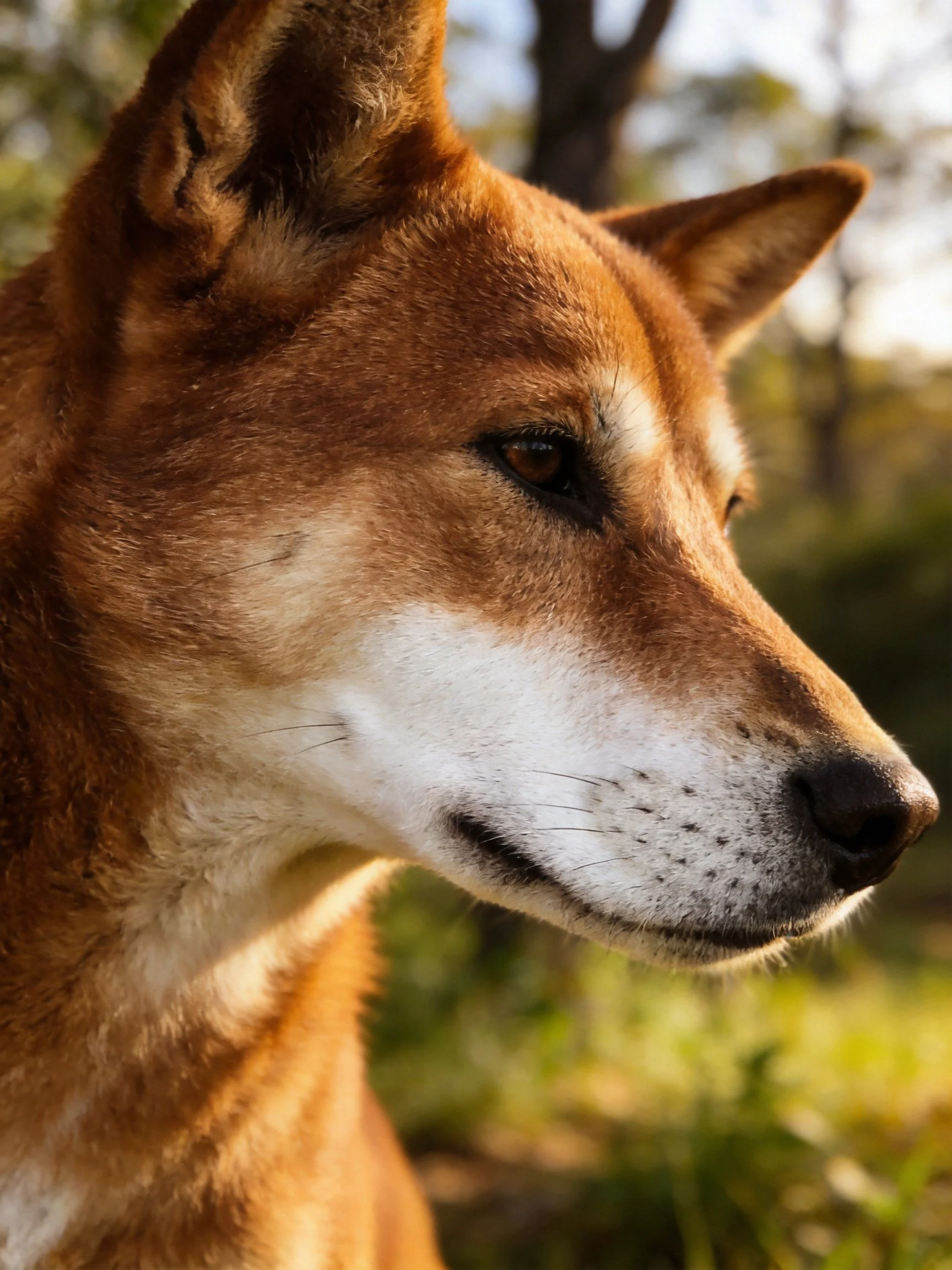 A close - up of a reddish - brown dingo with white facial markings