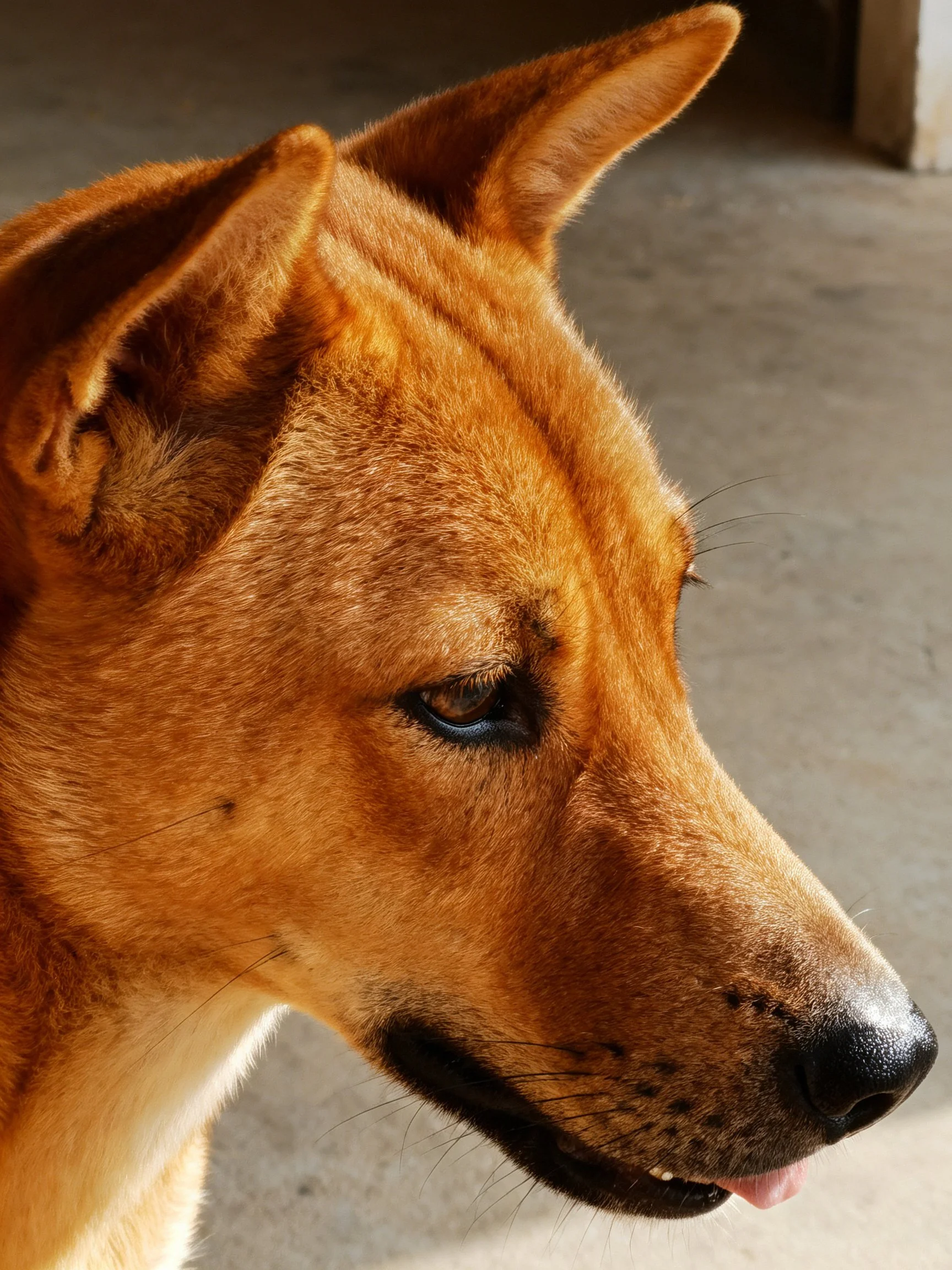A close - up of a reddish - brown dog with pointed ears