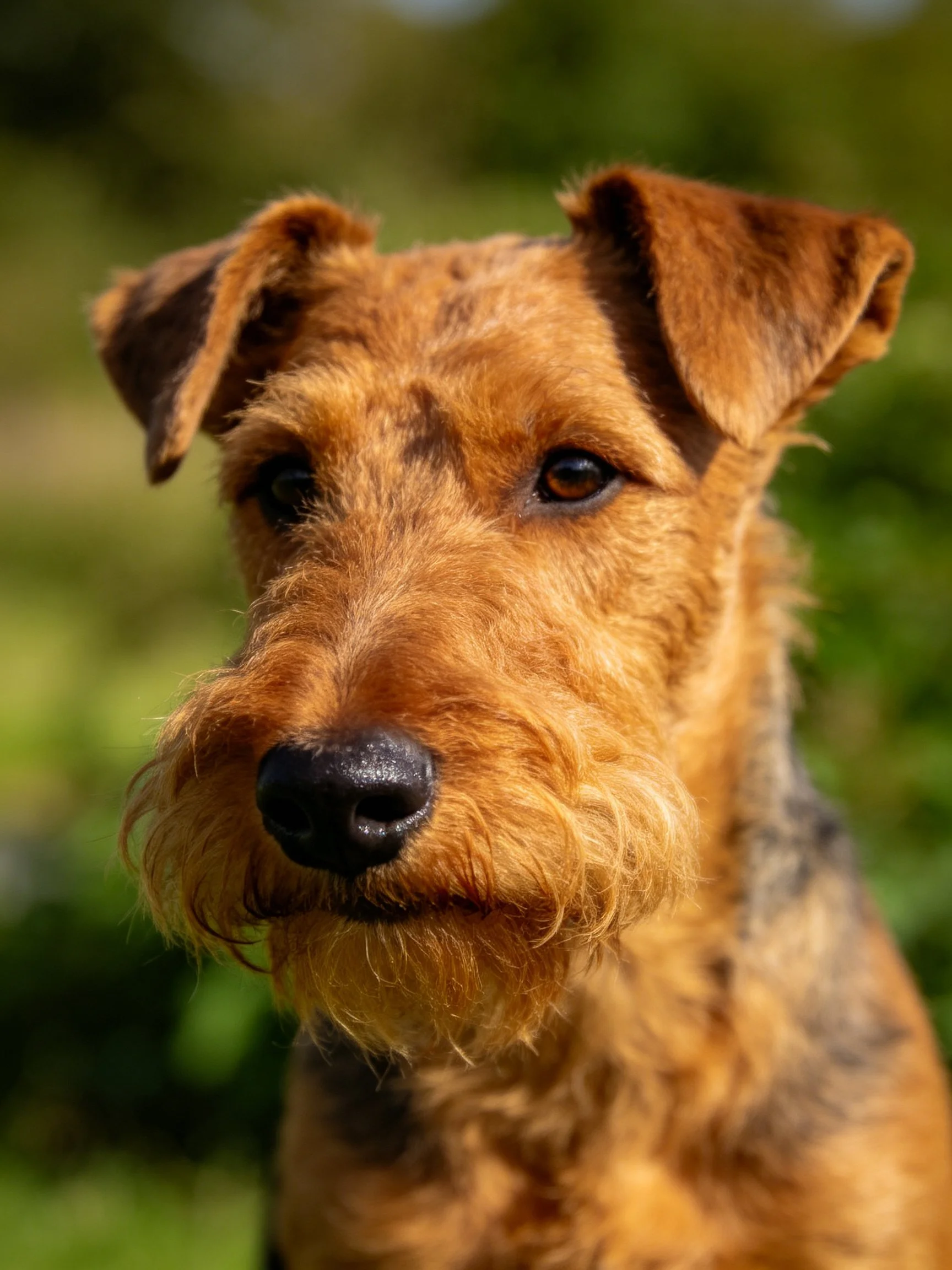 A close-up of a reddish-brown terrier with upright ears