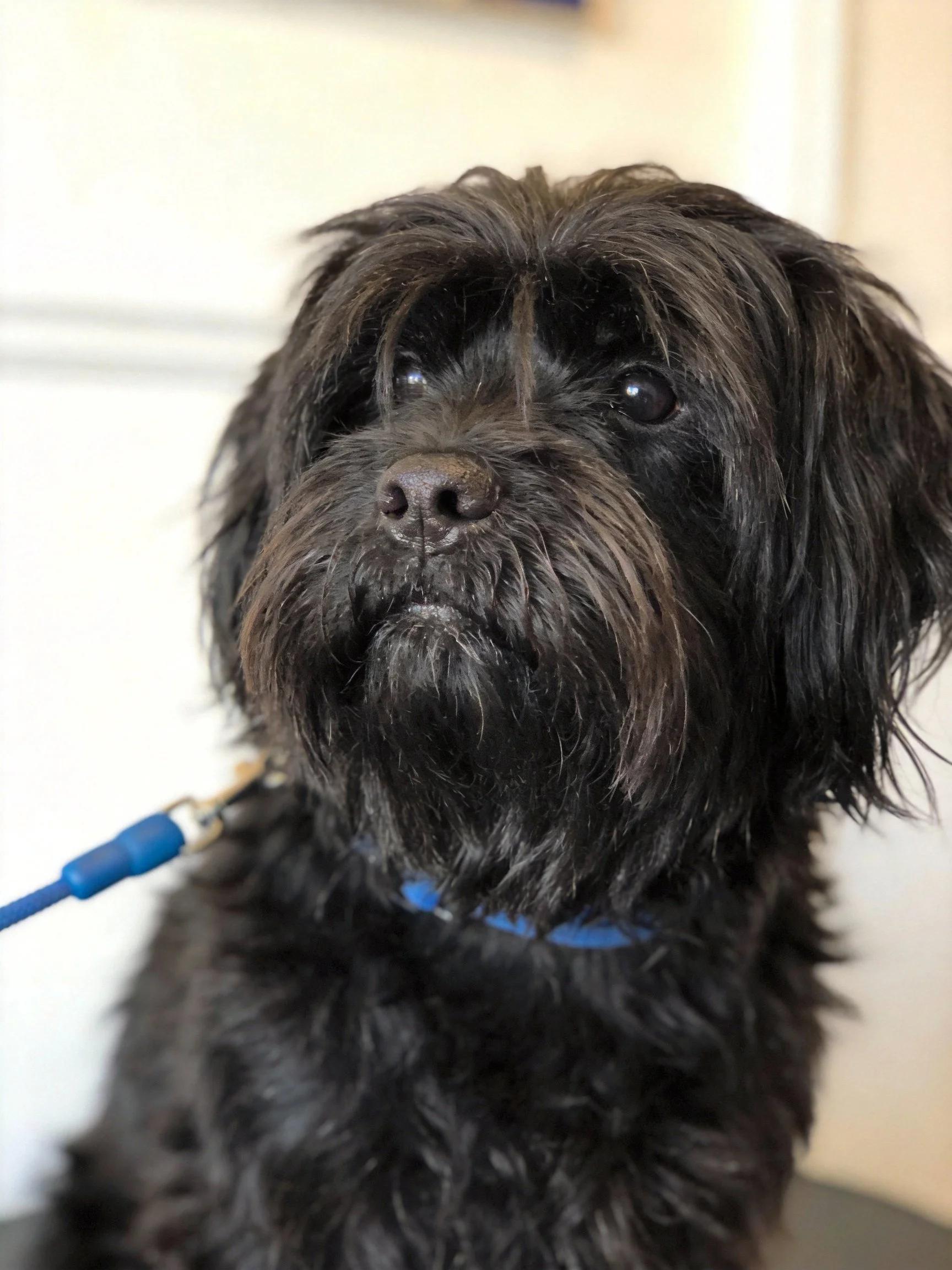 A close-up of a shaggy black dog wearing a blue collar