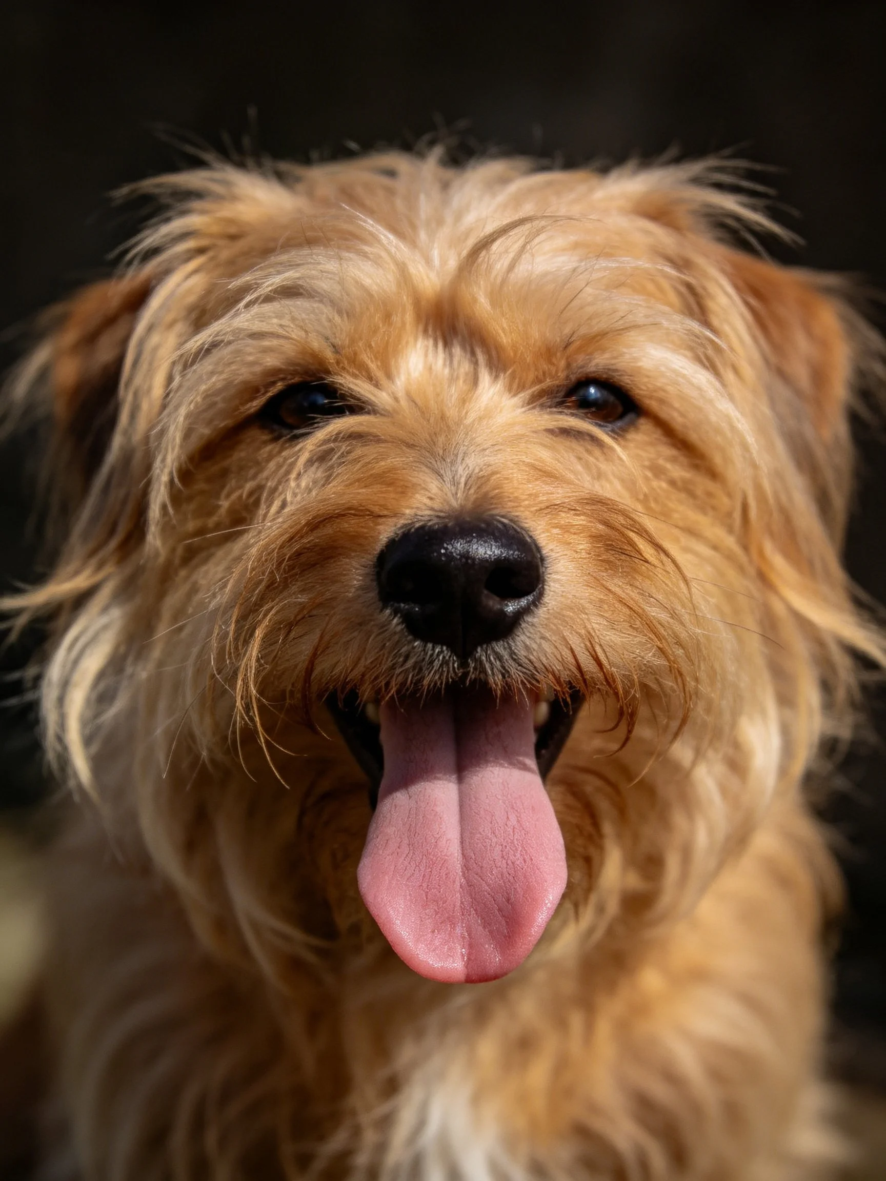A shaggy golden - brown dog displays its pink tongue in a close - up photograph.