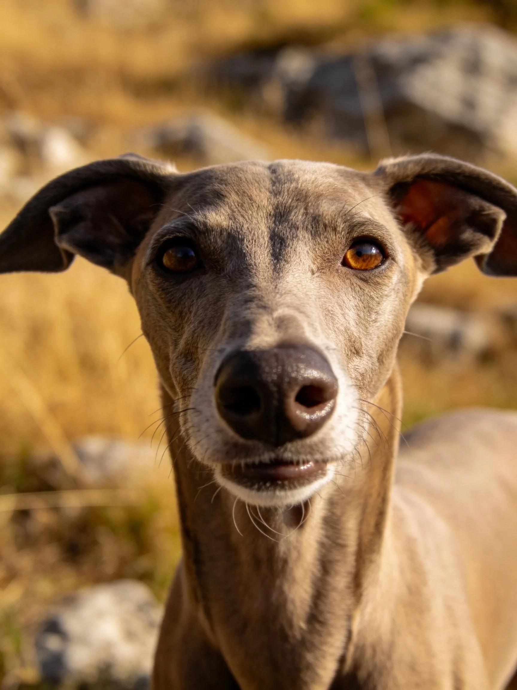 A close - up of a sleek gray whippet near rocky terrain