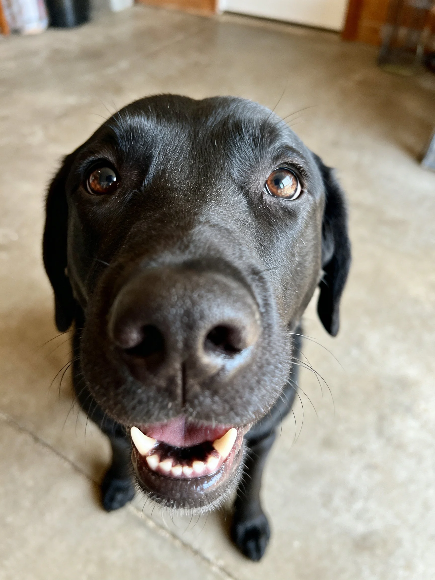 A close - up of a smiling black Labrador retriever indoors