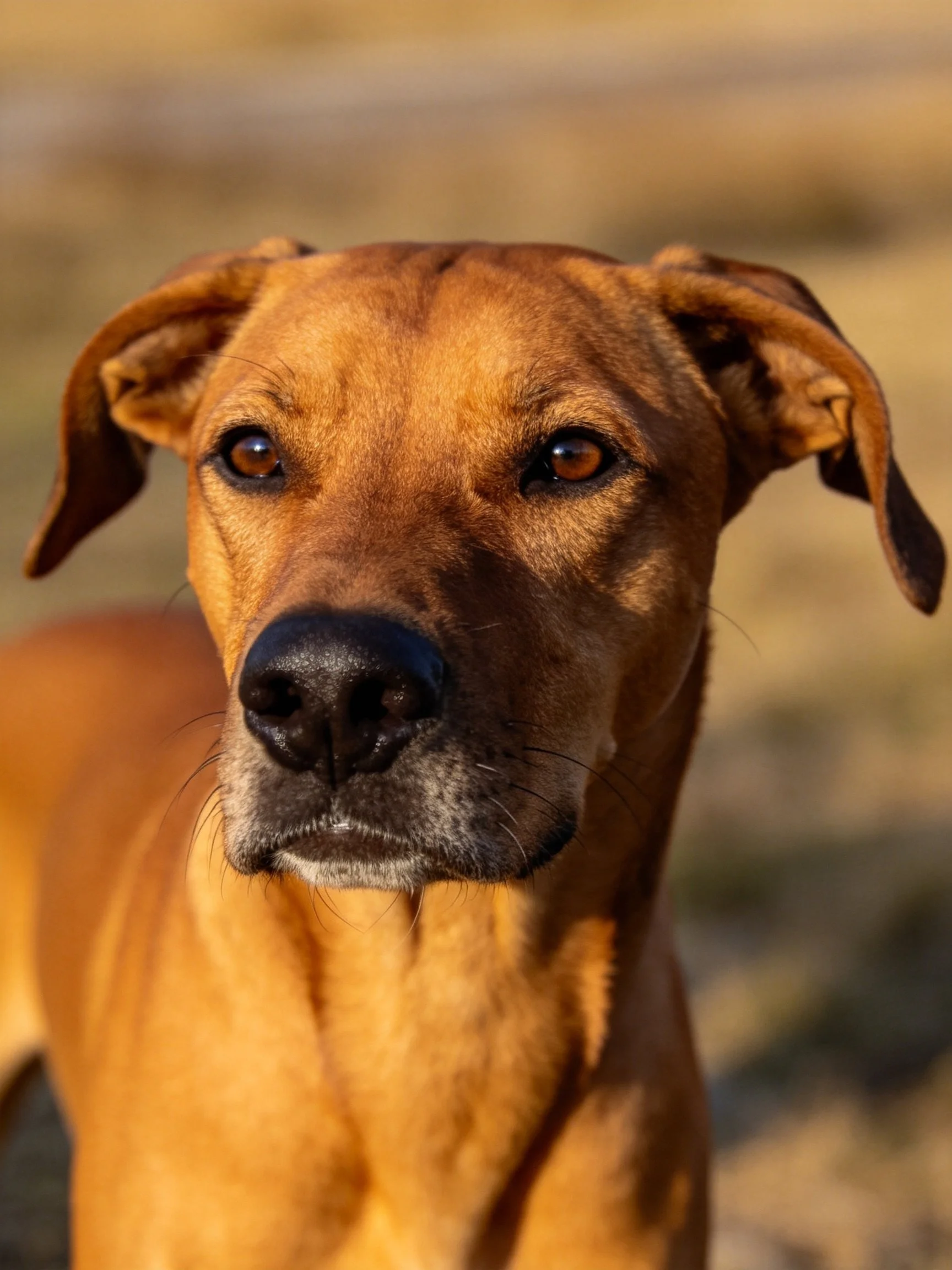 A close-up of a tan dog with drooping ears outdoors