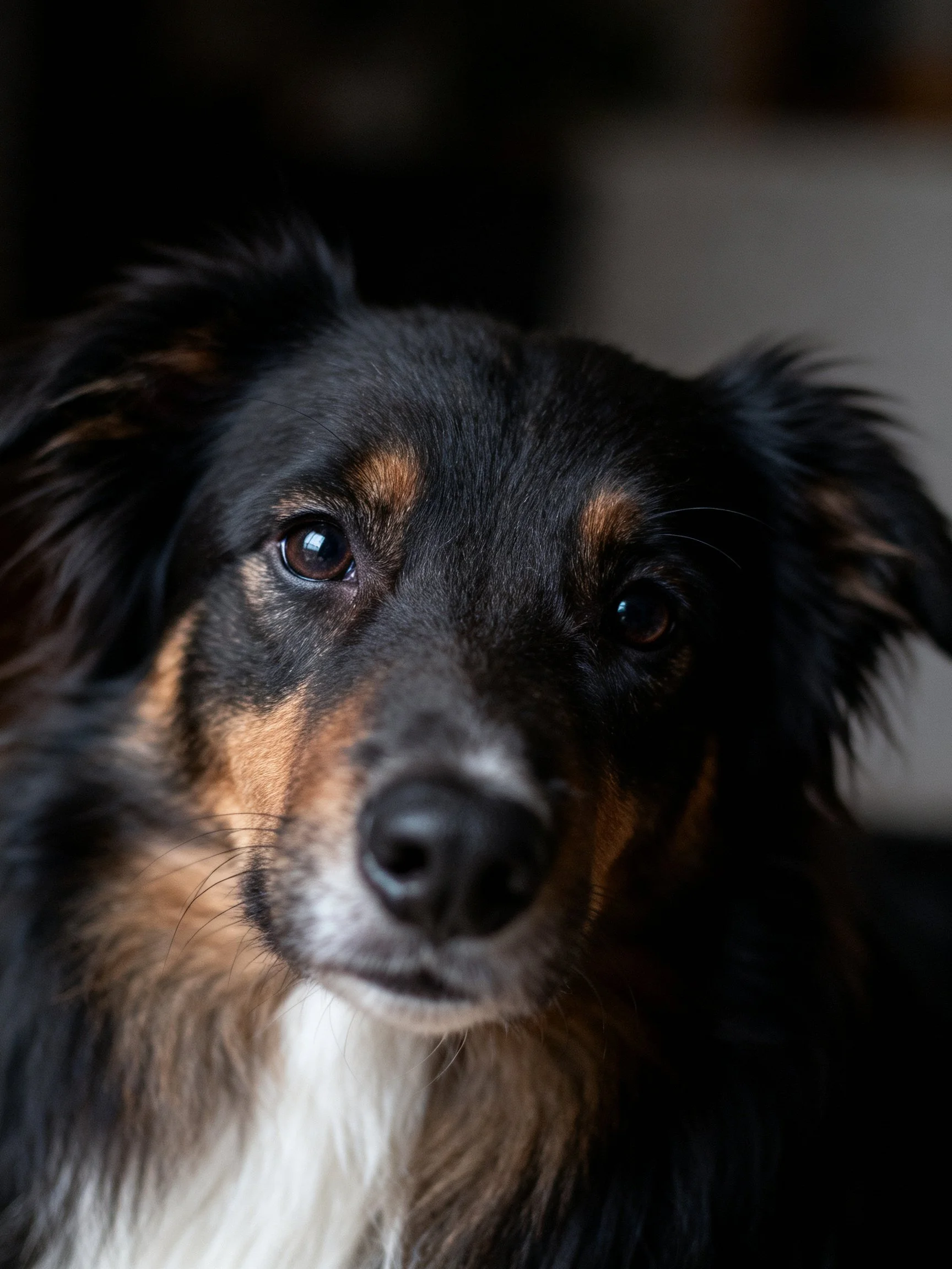 A close - up shows a tricolor dog with expressive eyes.