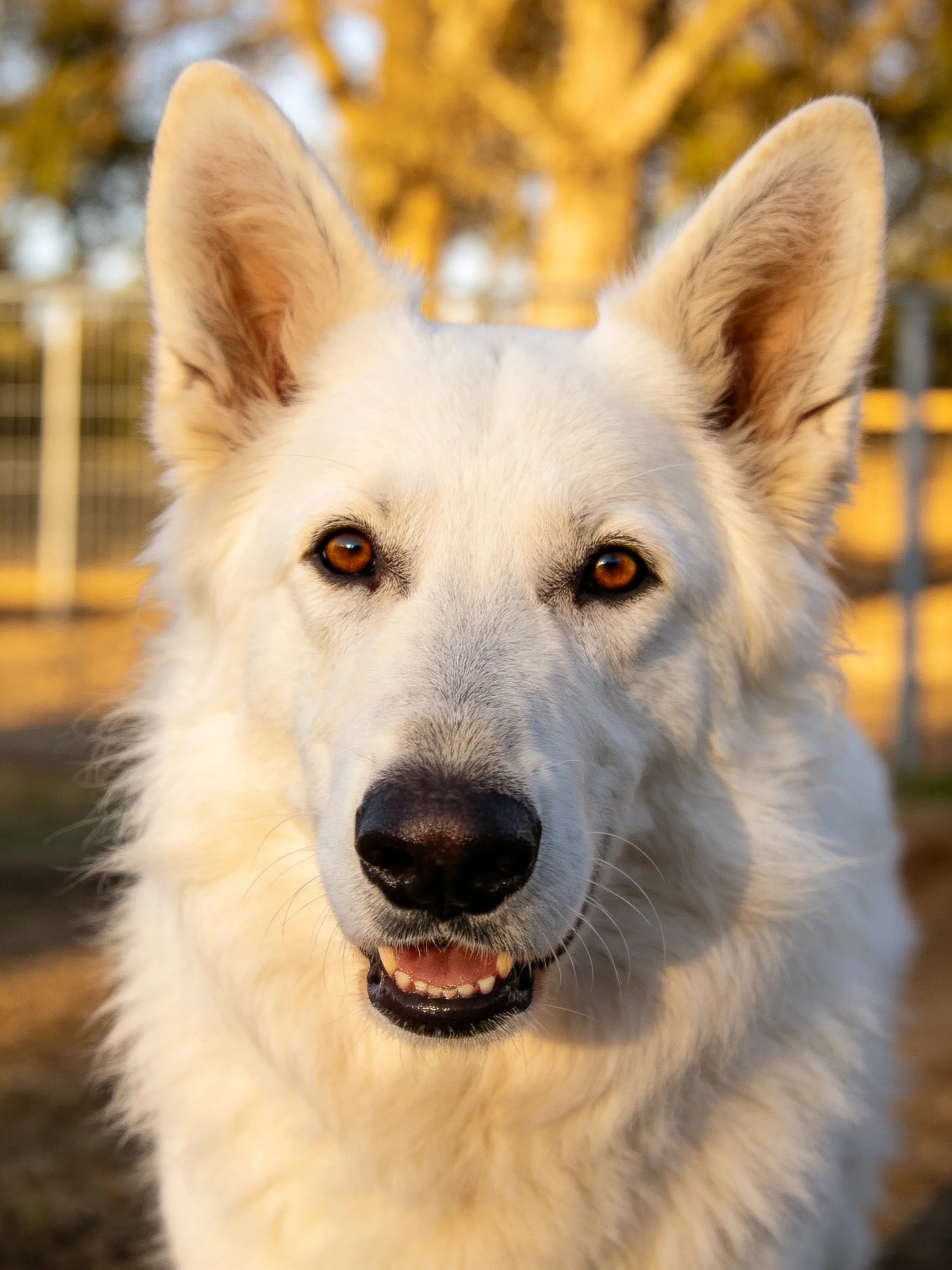 A close - up of a white - coated dog with amber eyes in an outdoor environment