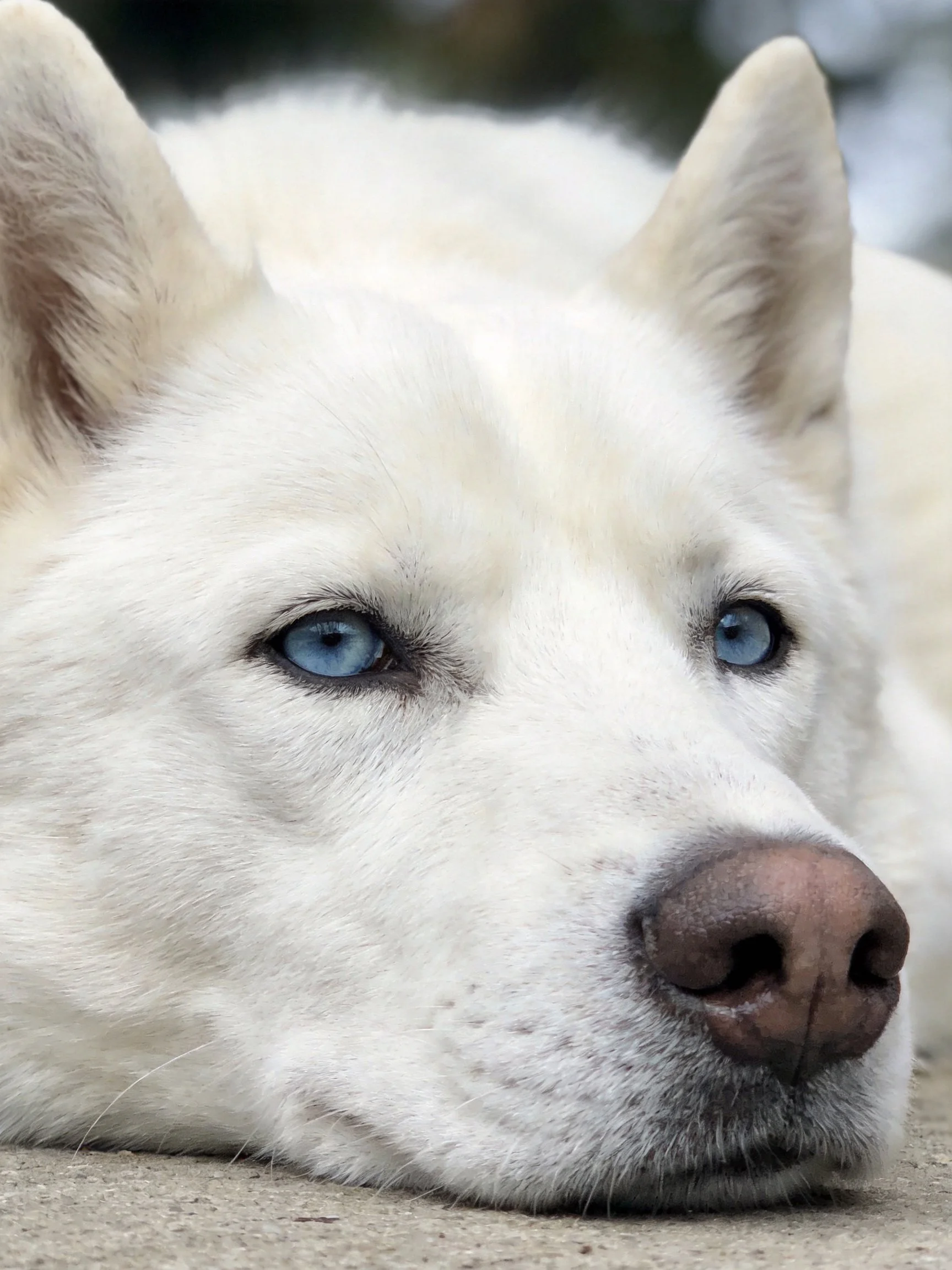 A white dog with blue eyes rests calmly in a close - up photo.