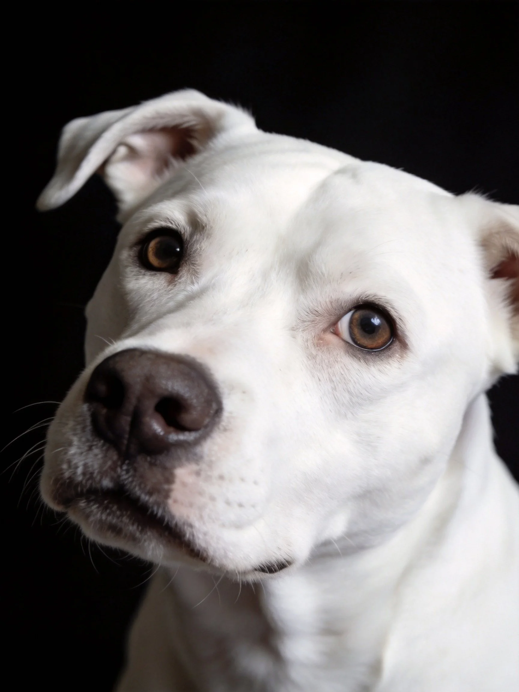 A close - up shows a white dog with expressive brown eyes against a dark backdrop.