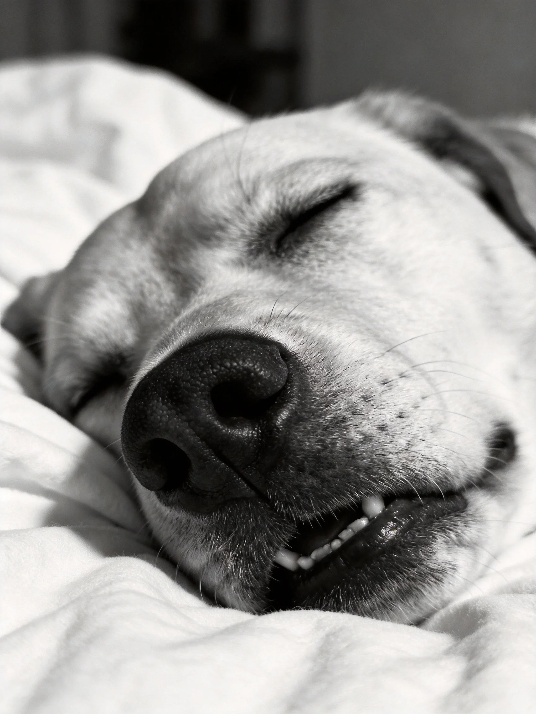 A content dog sleeping on soft bedding with closed eyes