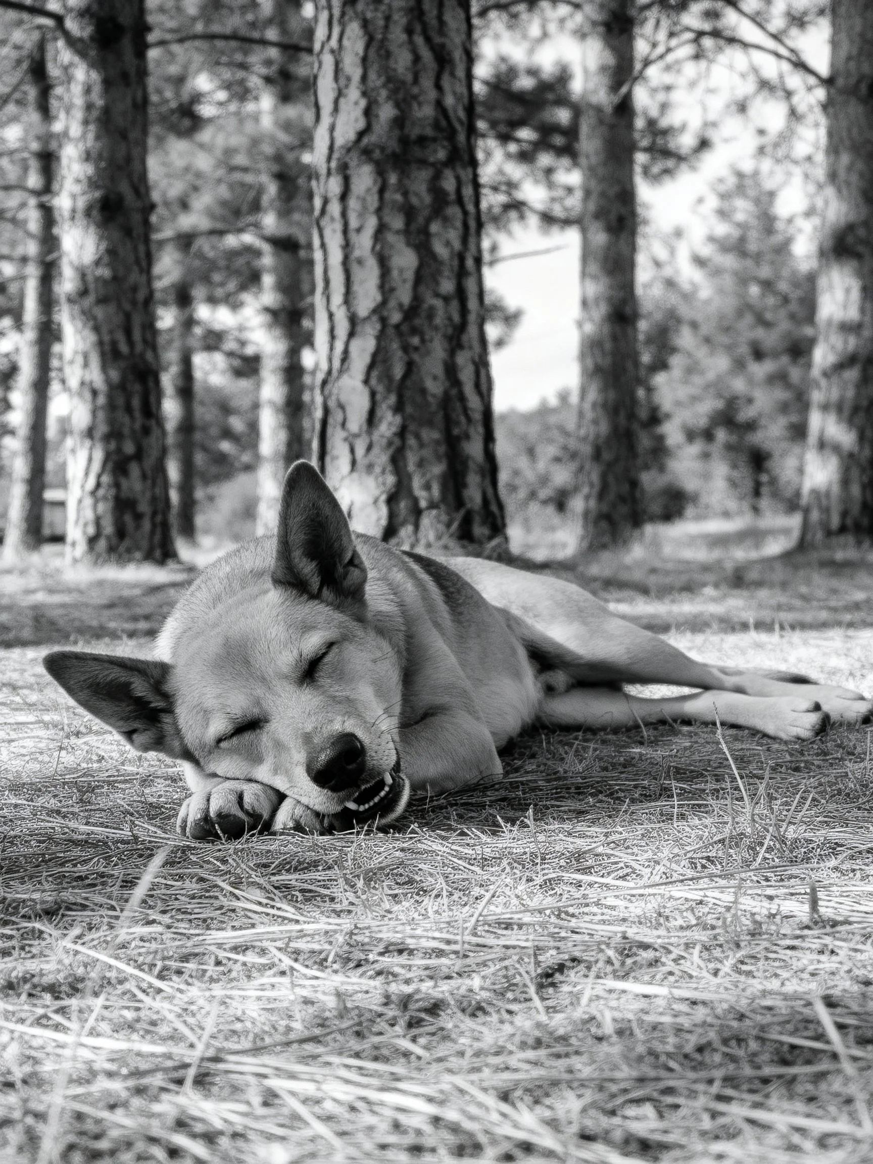 A dog resting peacefully amid tall pine trees in a wooded setting