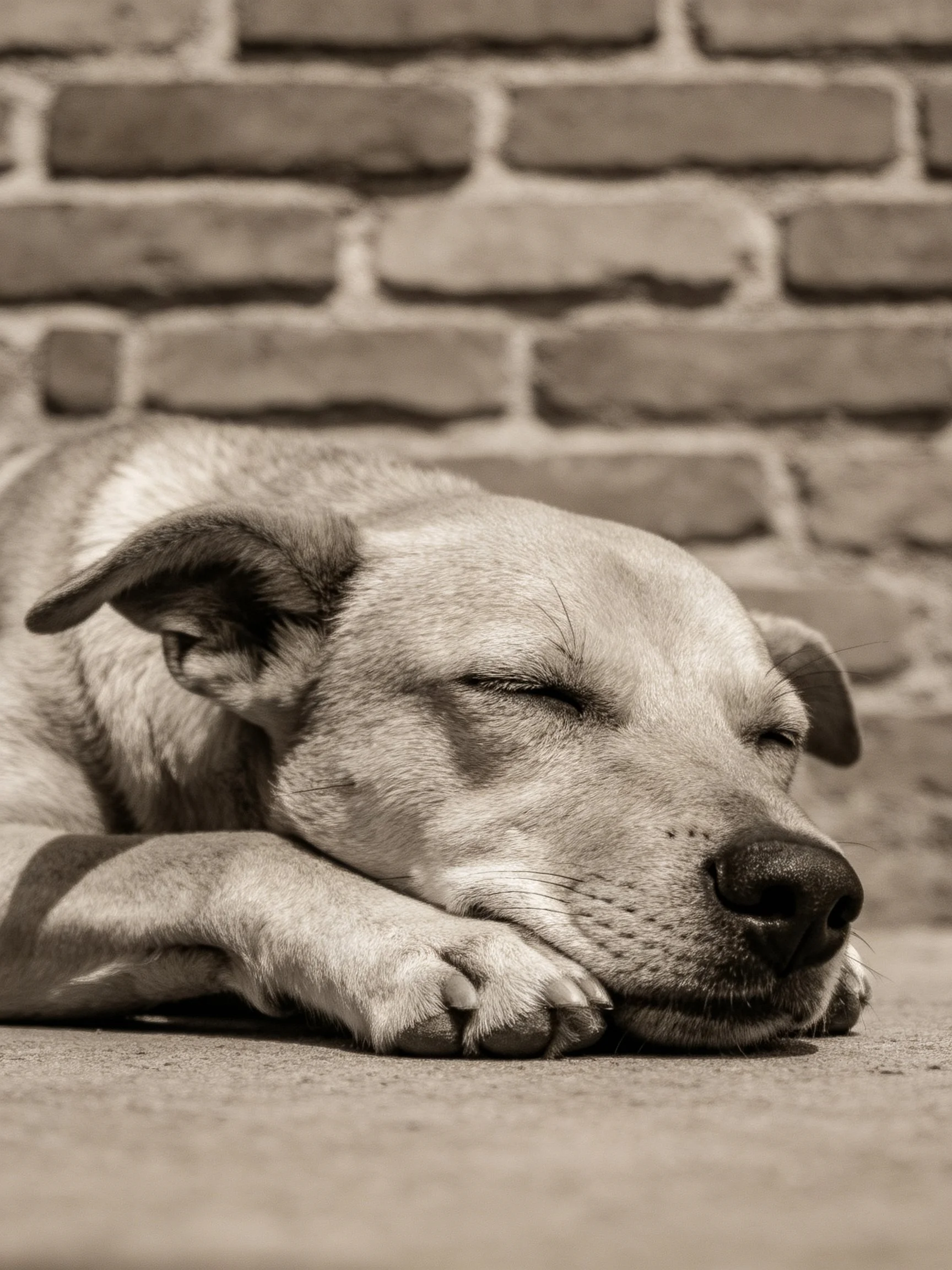 A dog sleeping contentedly against a textured brick wall