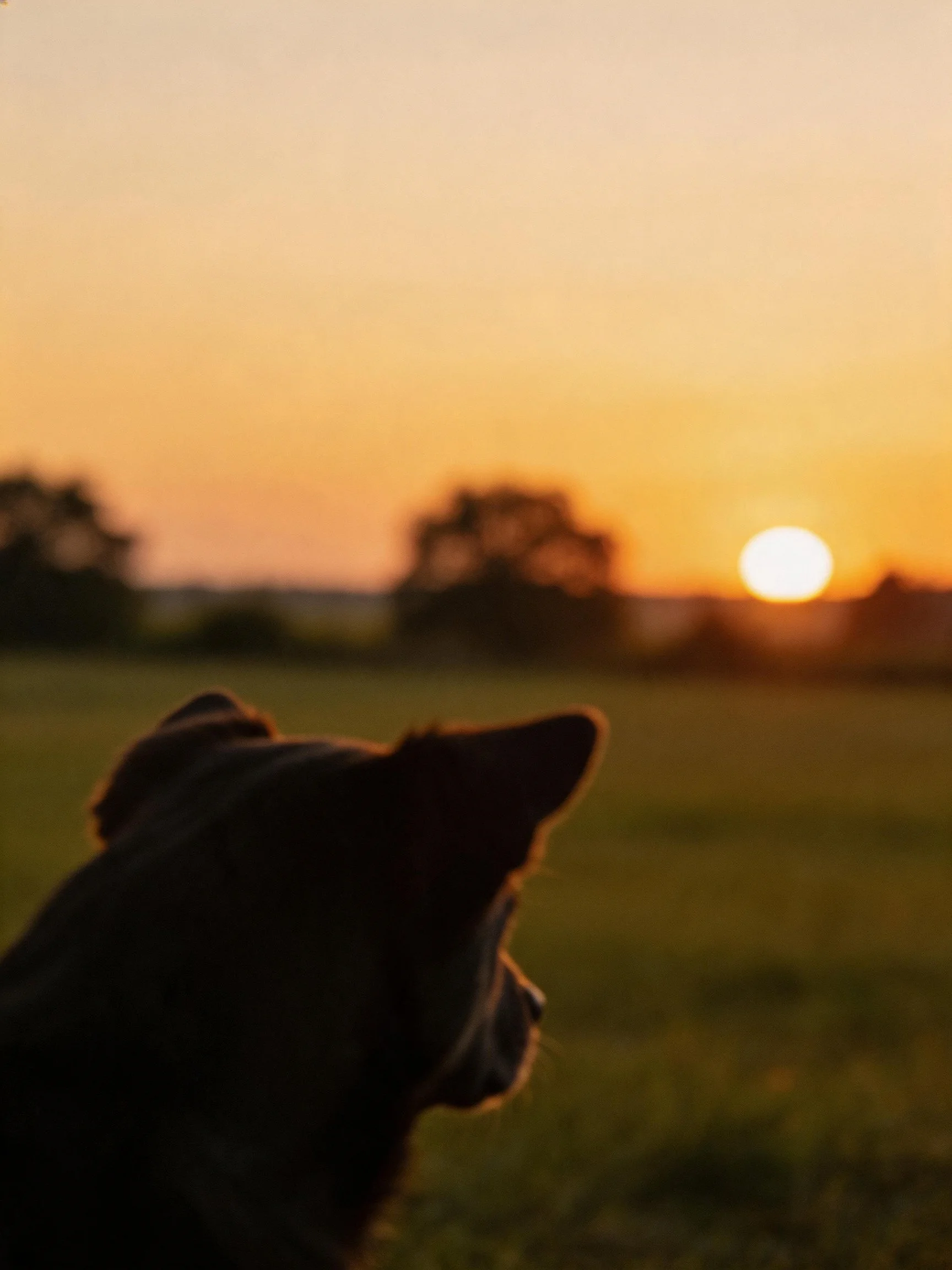 A dog’s silhouette against an orange-hued sunset over a grassy field