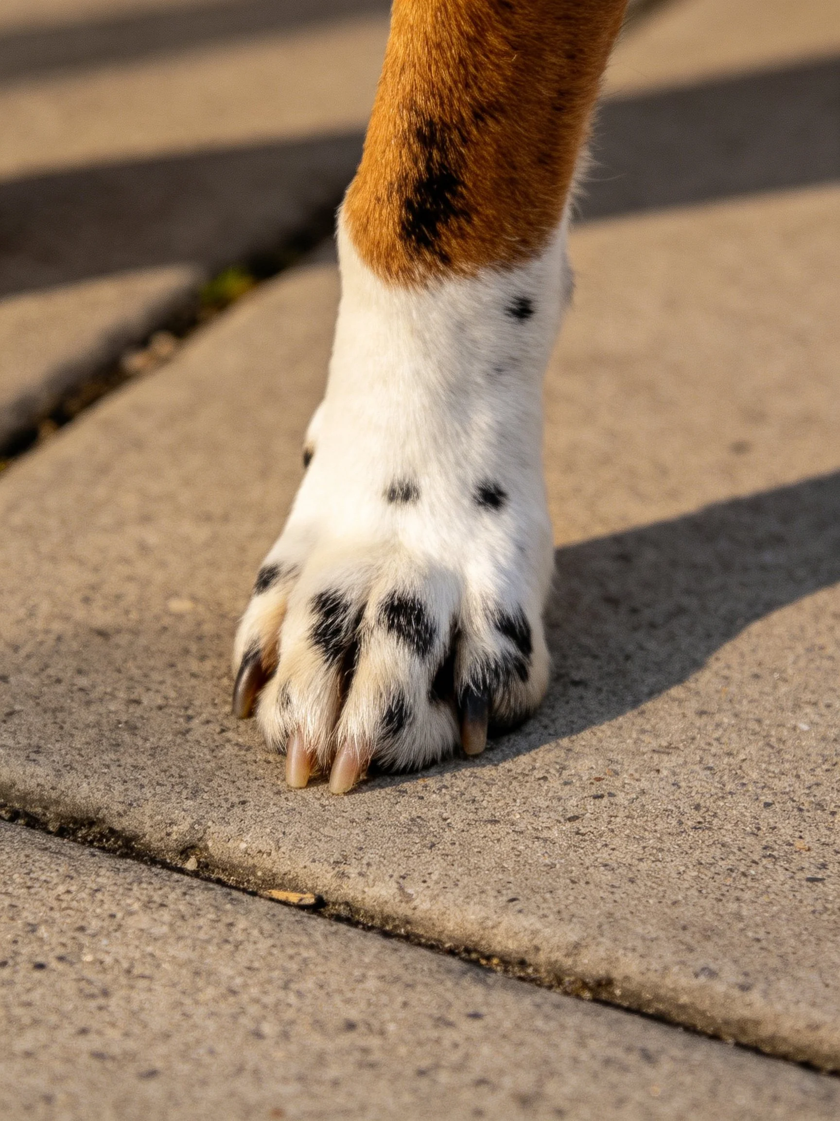 A dog’s spotted paw with brown and white fur stands on concrete pavement