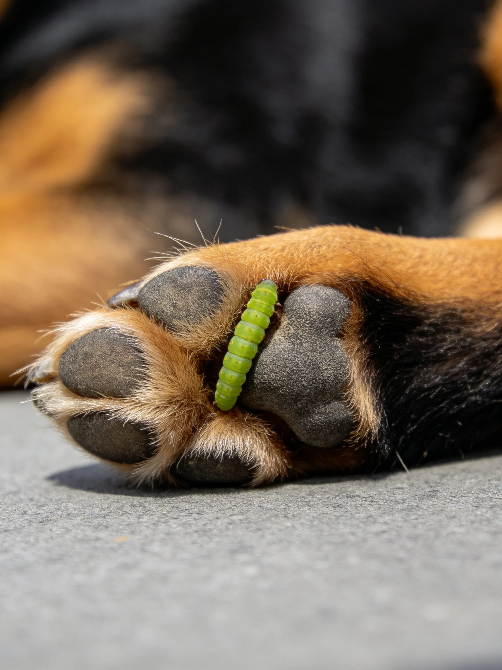 A dogs brown paw with a bright green caterpillar between pads
