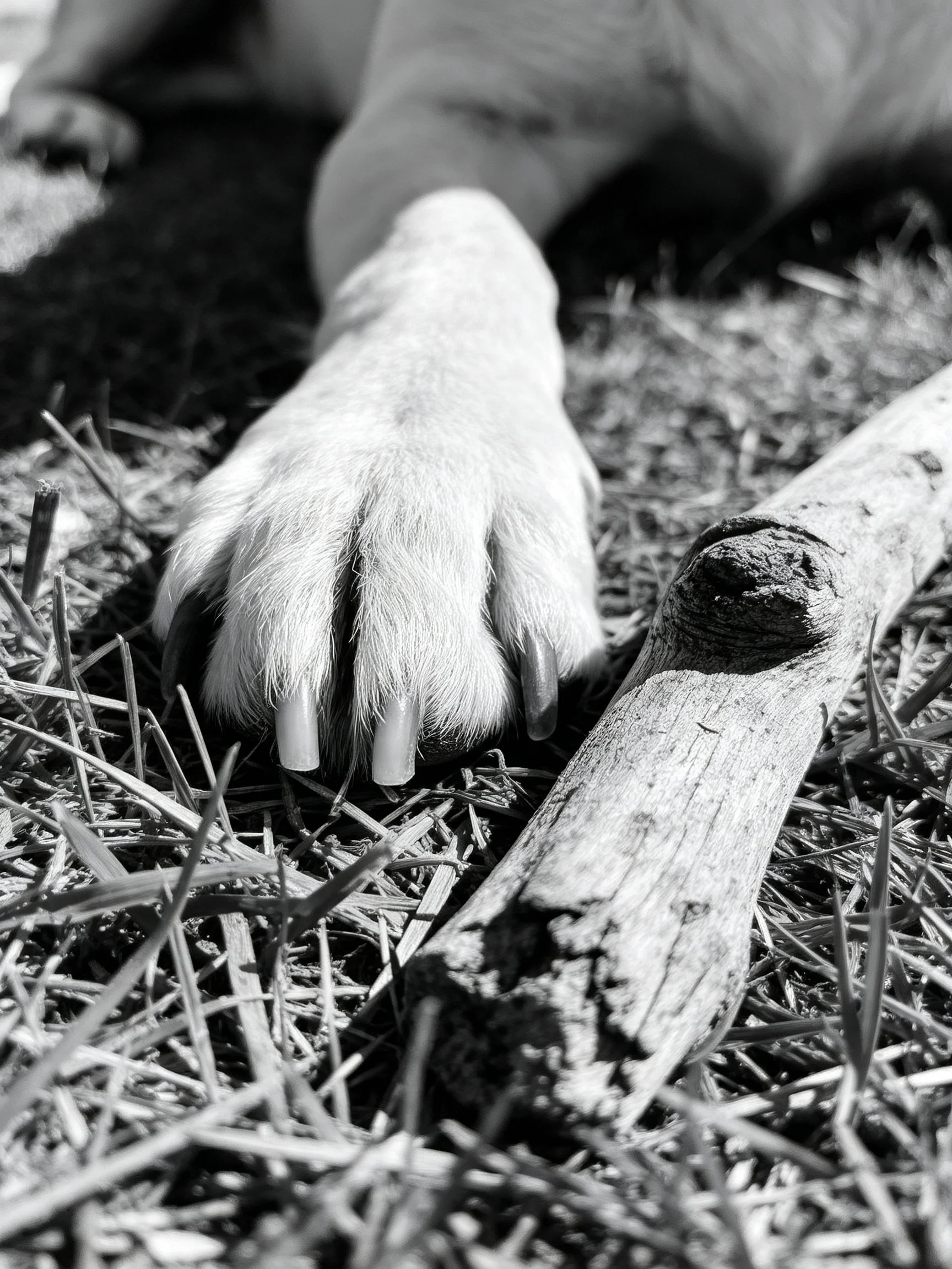 A dogs furry paw near a weathered wooden stick on grass