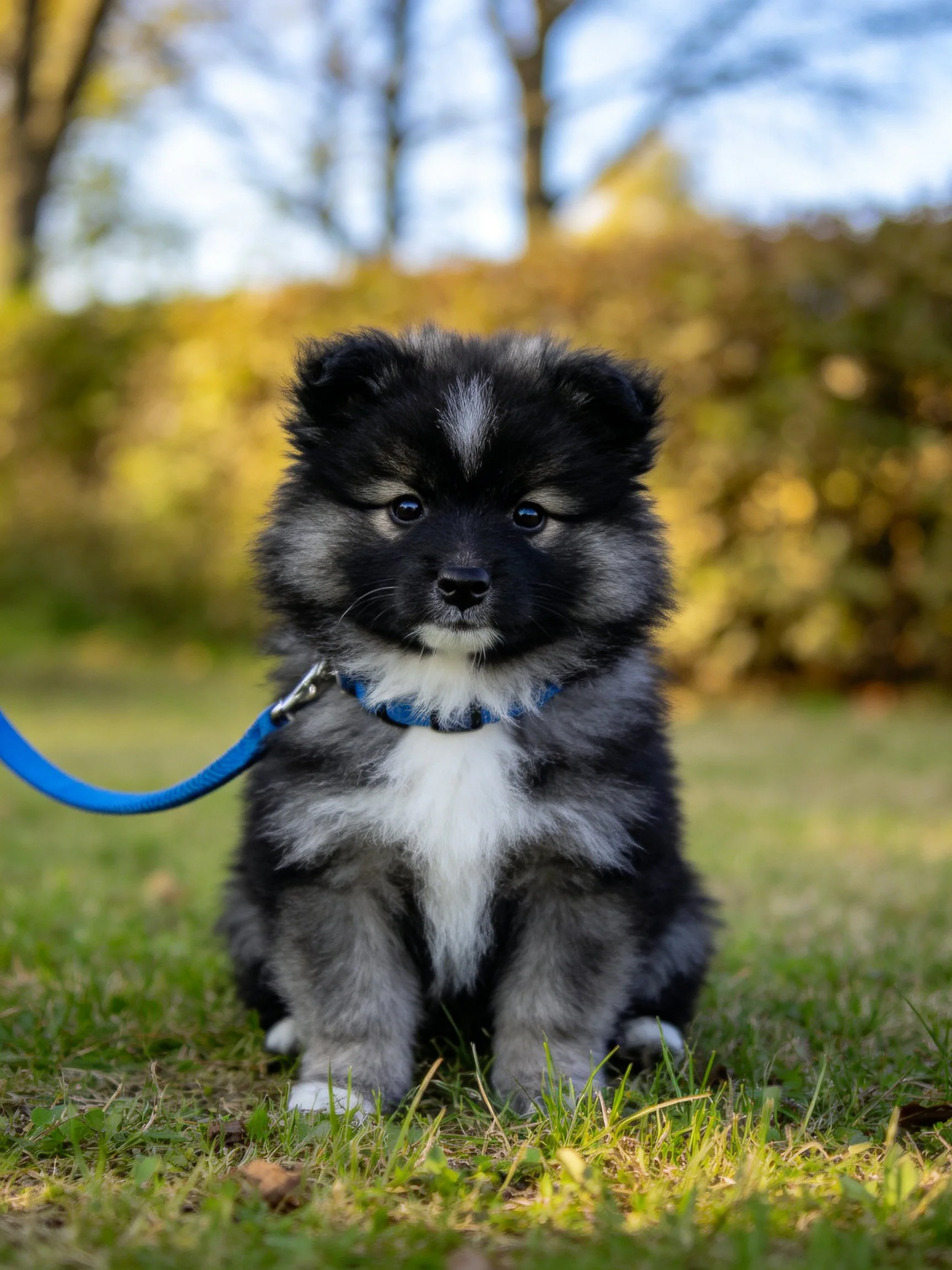 A small black and gray puppy with a blue collar sits on grass in an outdoor setting.