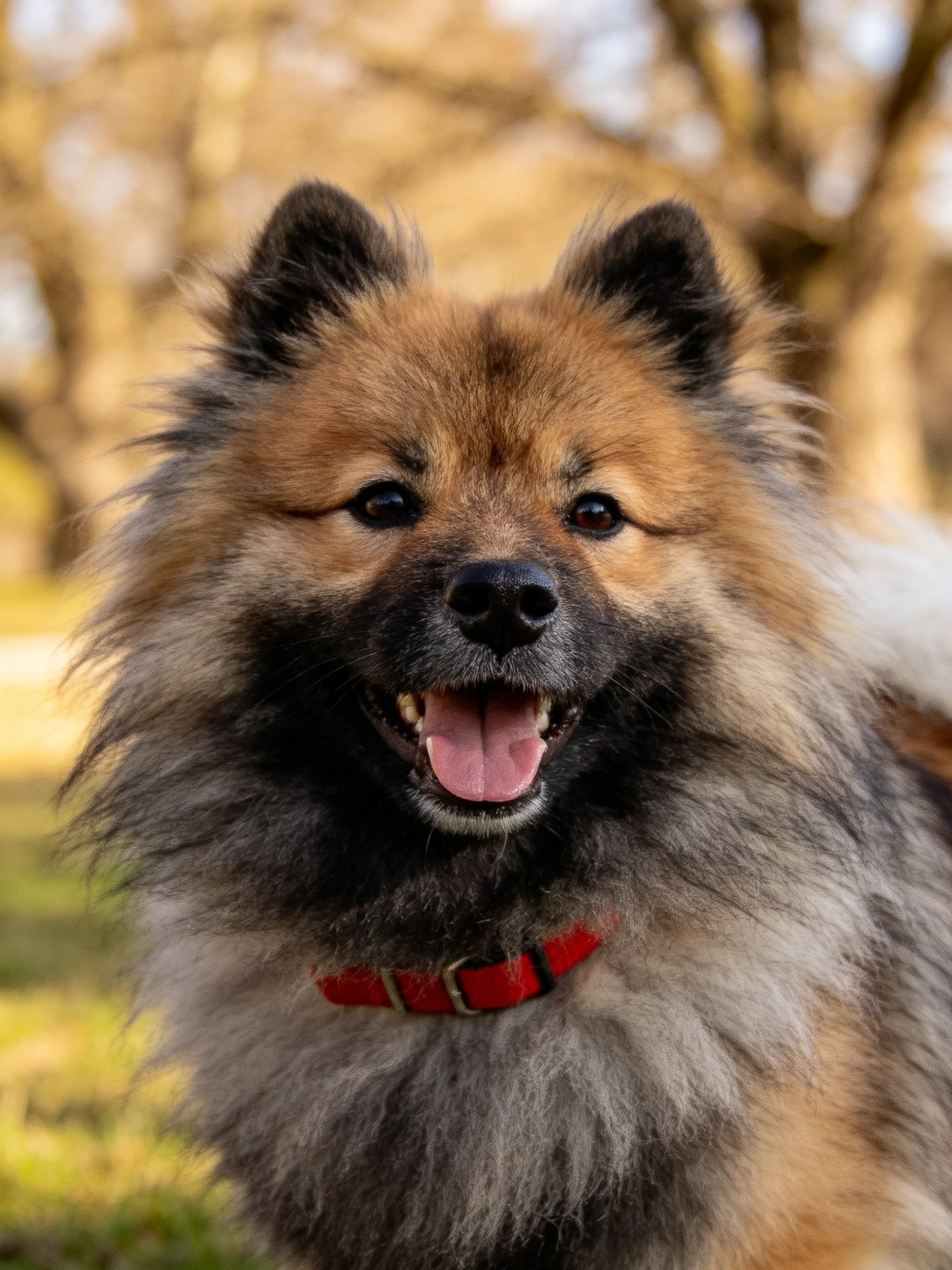 A fluffy brown and gray dog wears a red collar while standing outside.